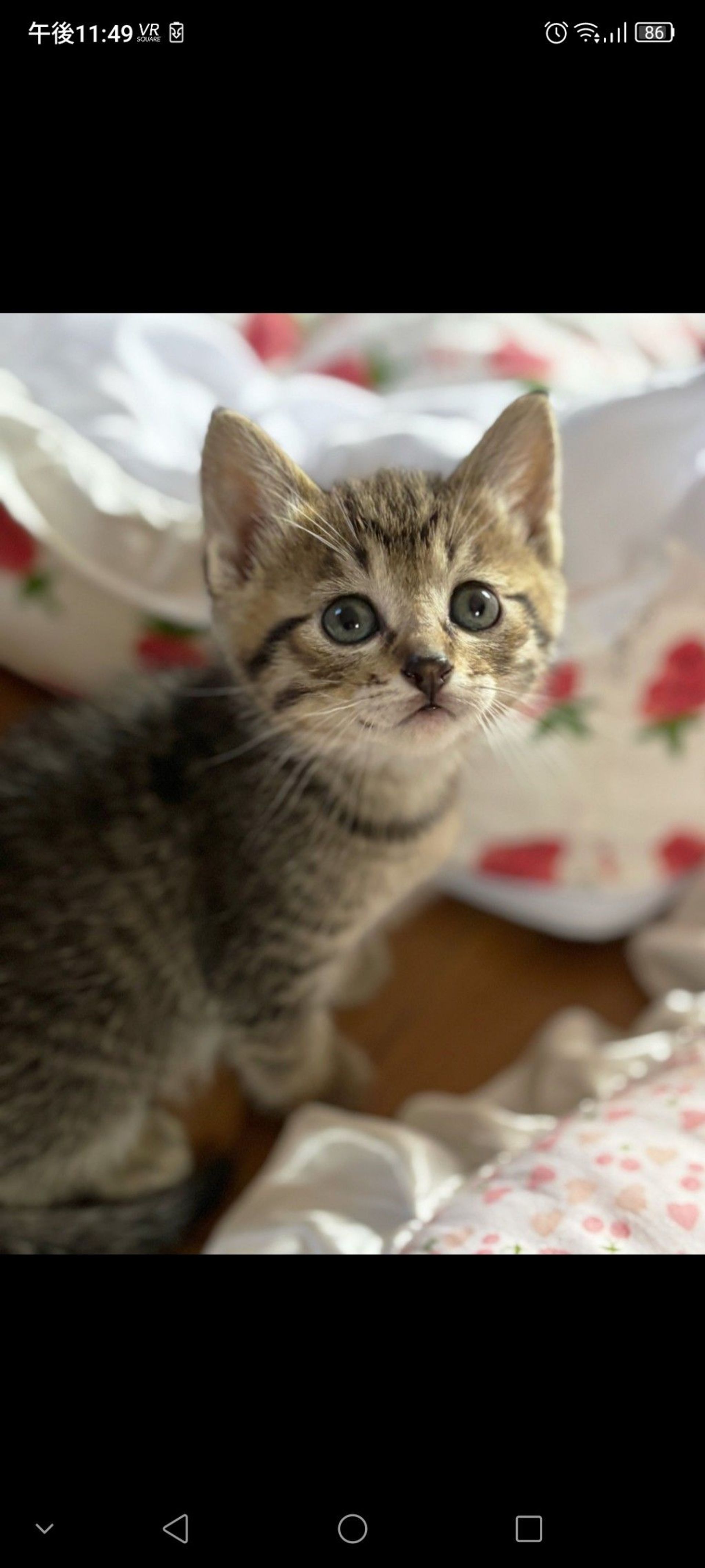 雑種（ミックス猫）・メスの里親募集の写真