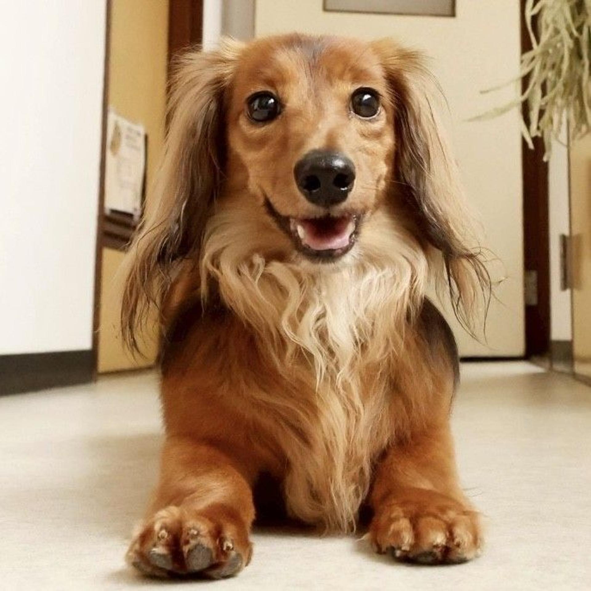 pet-image-2