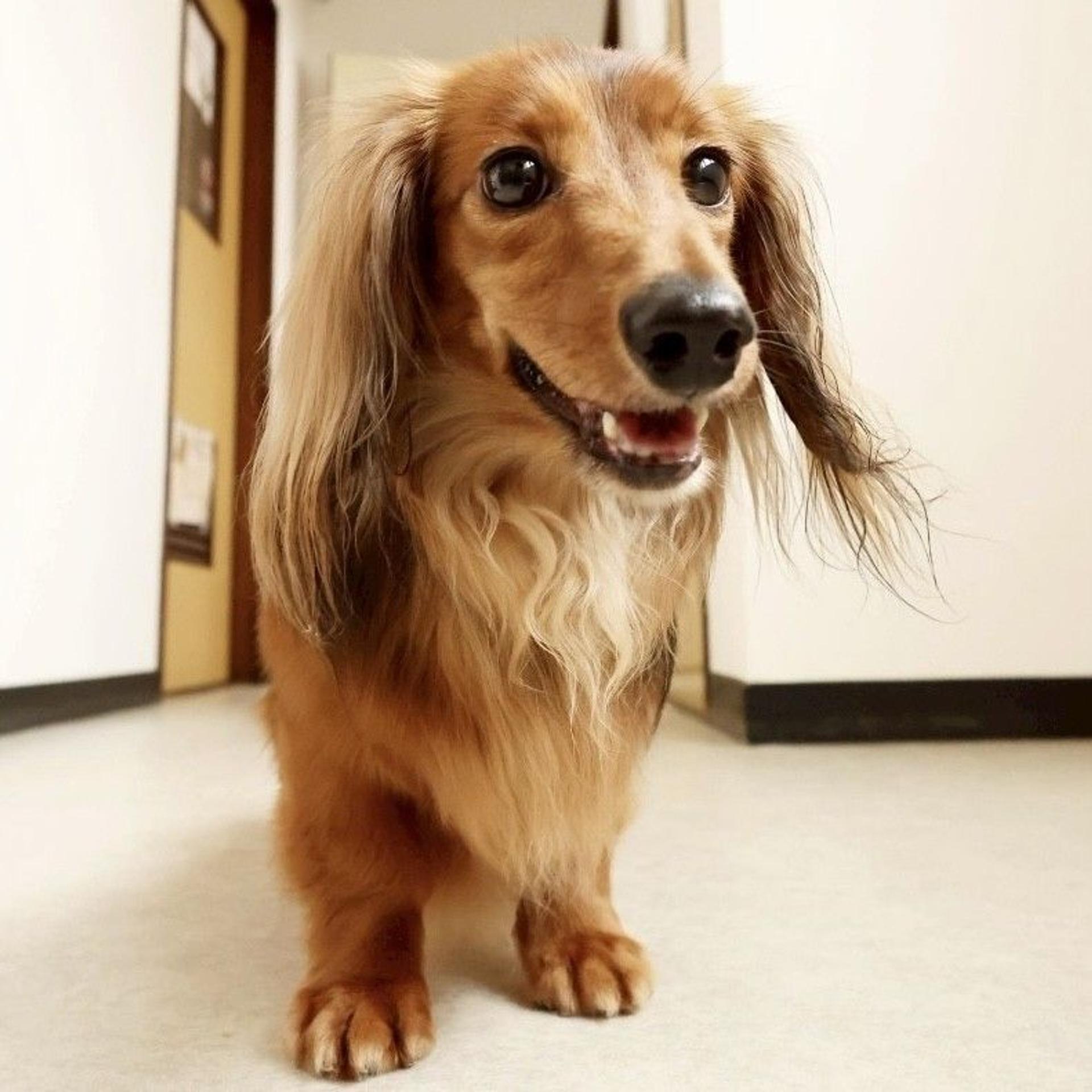 pet-image-4