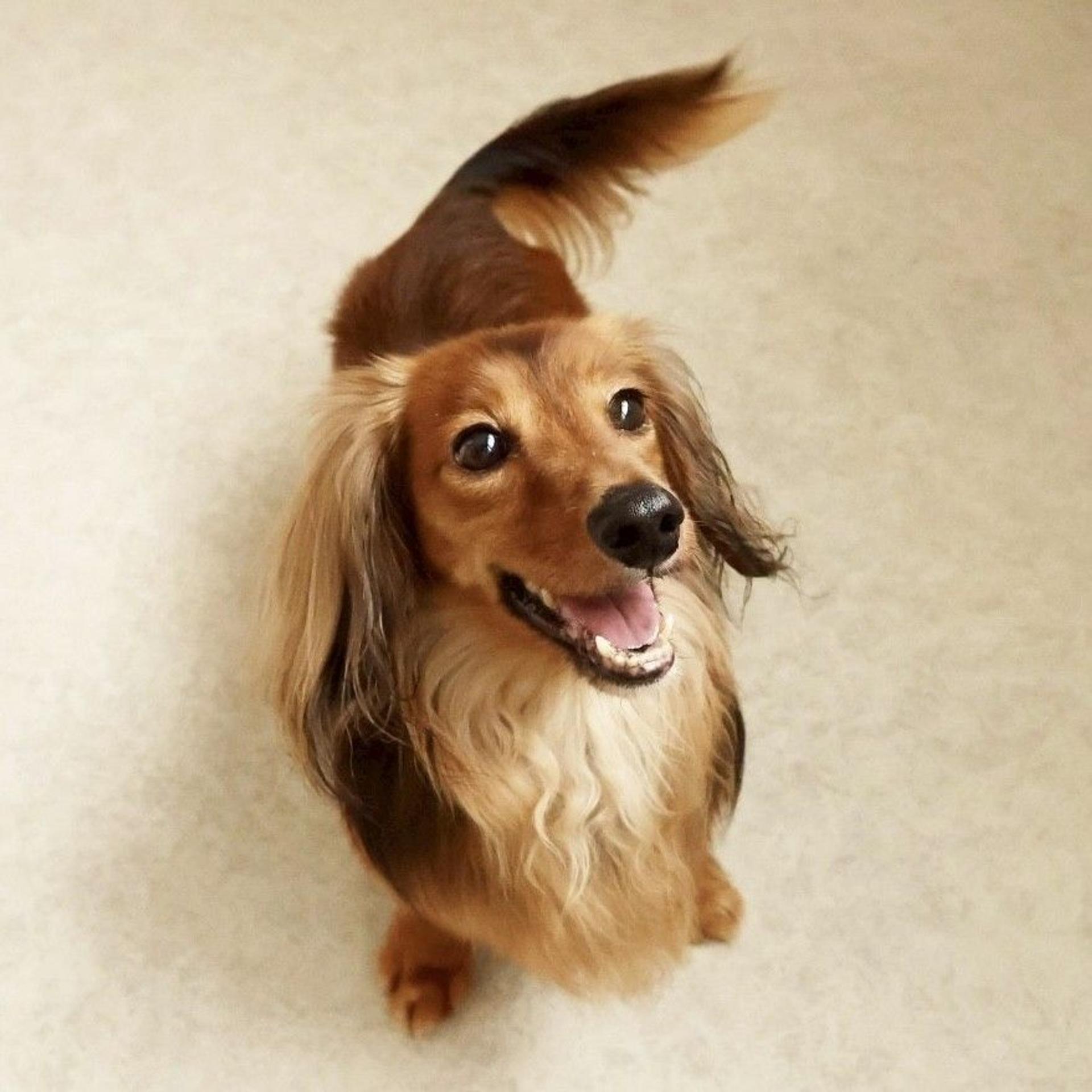 pet-image-5