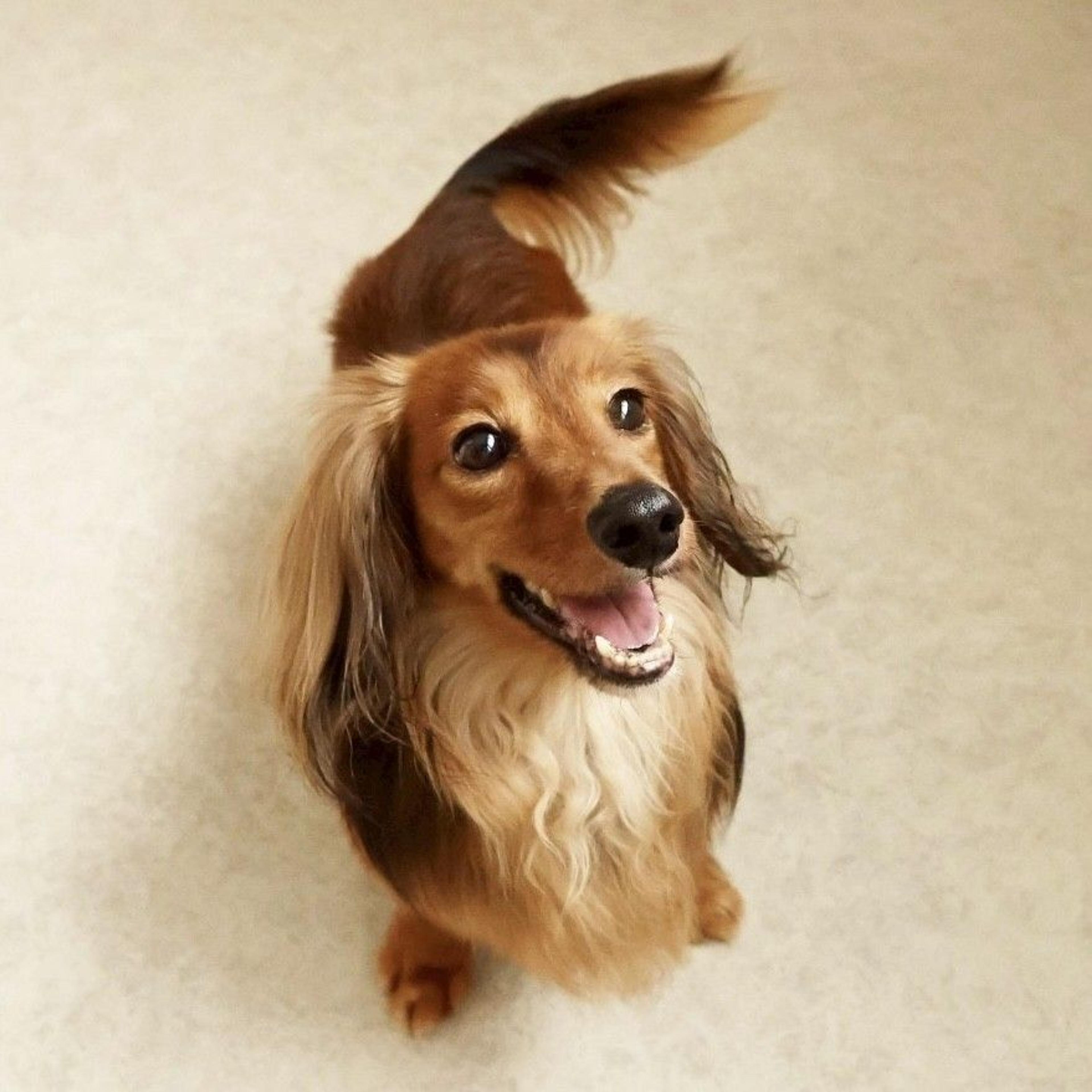 pet-image-5