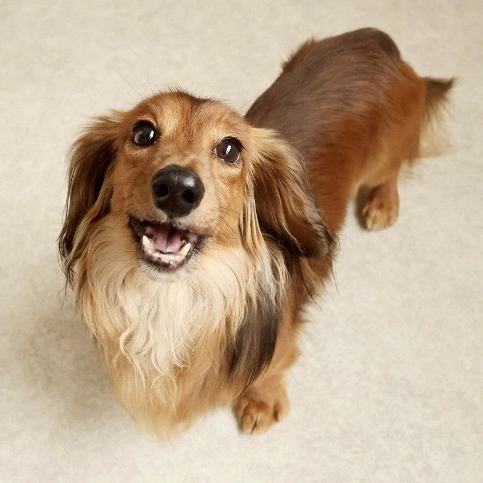 pet-image-3
