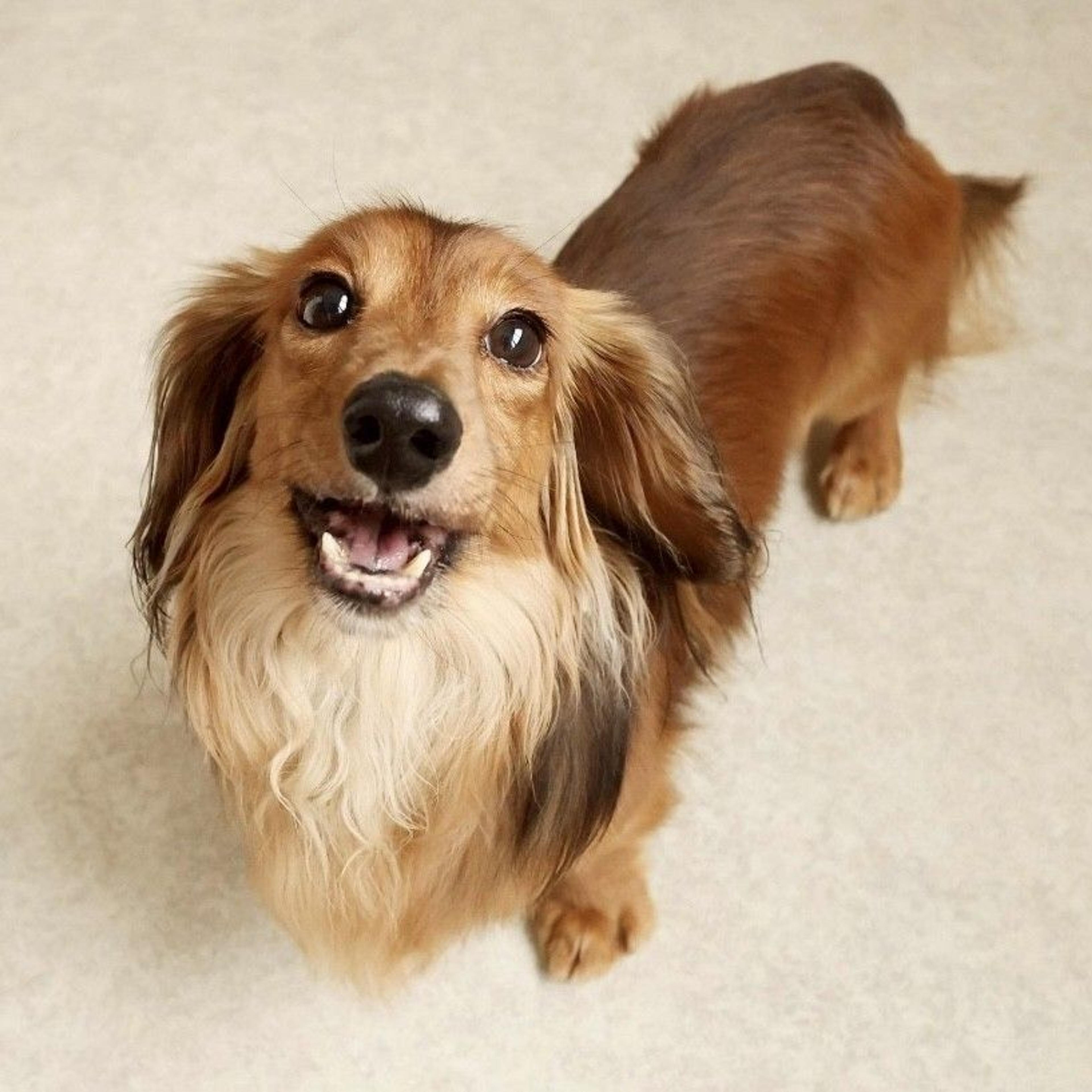 pet-image-3