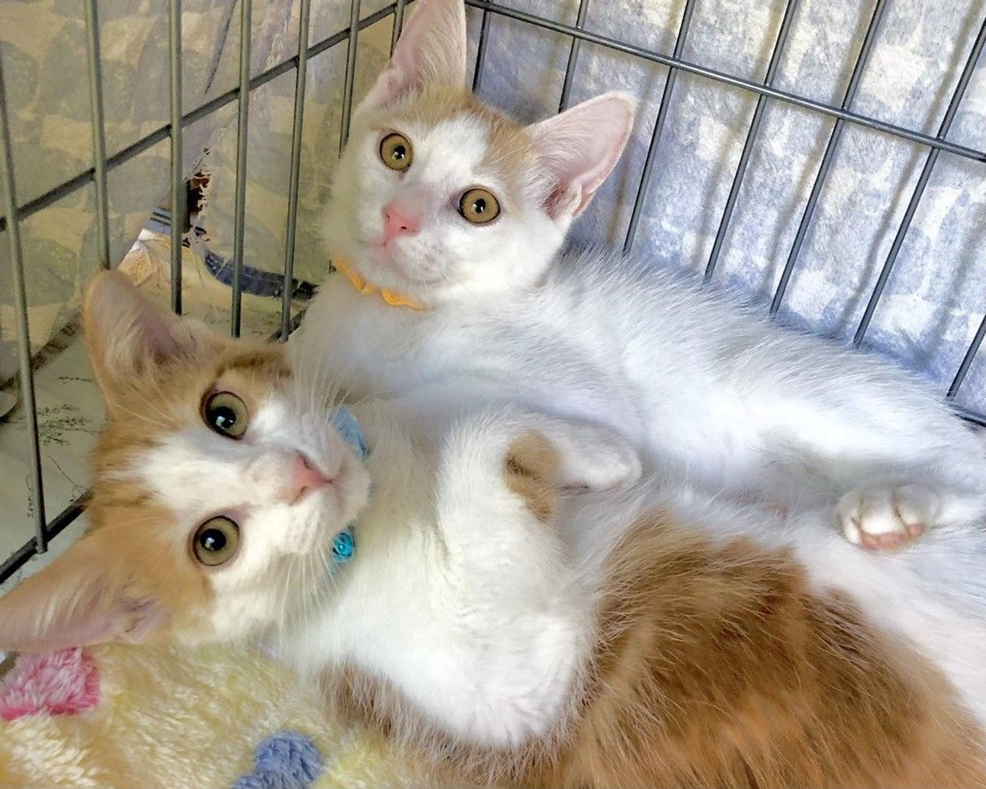 pet-image-3