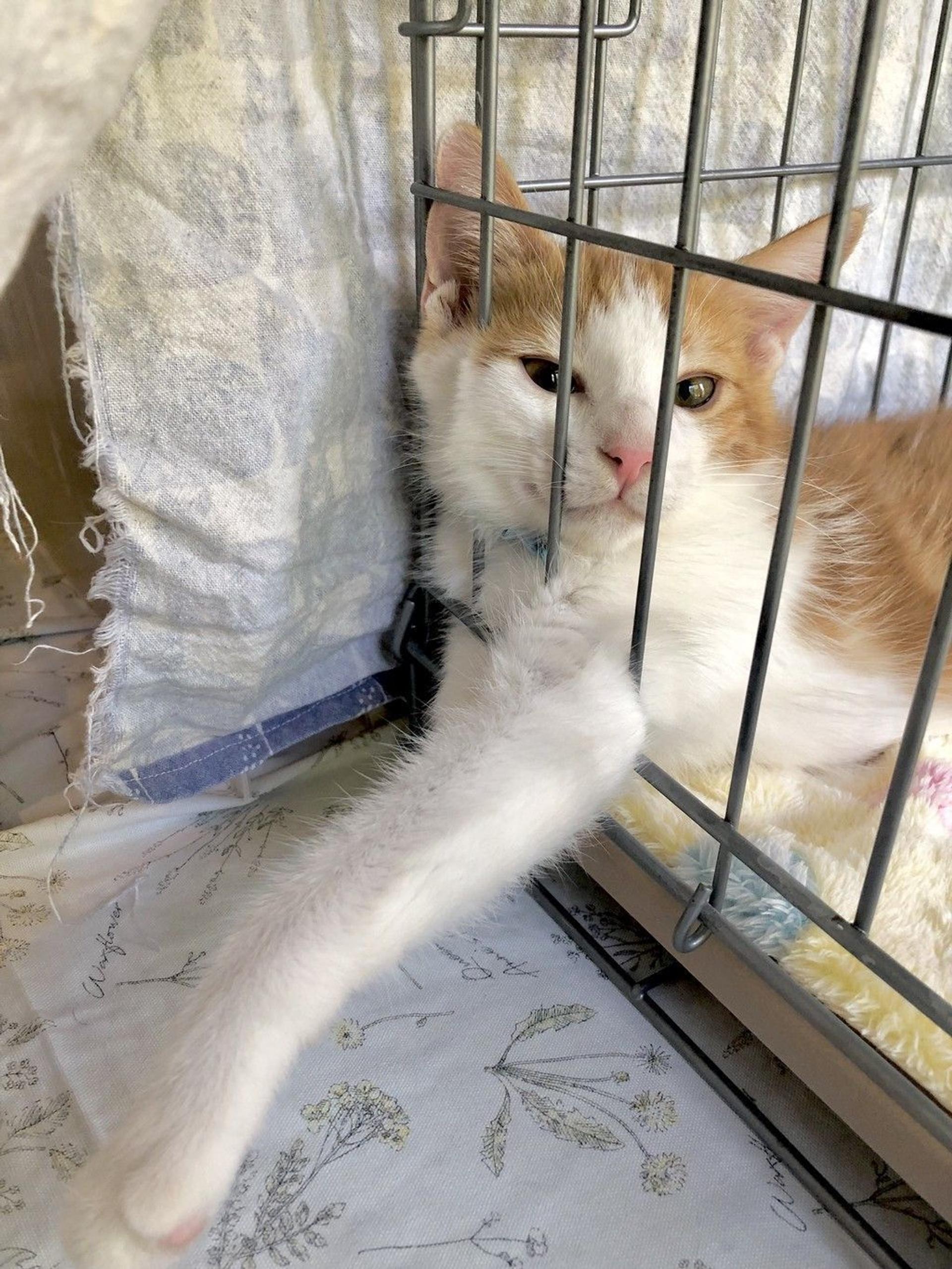pet-image-9