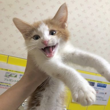 譲渡会参加調整中　ロッキー2くん