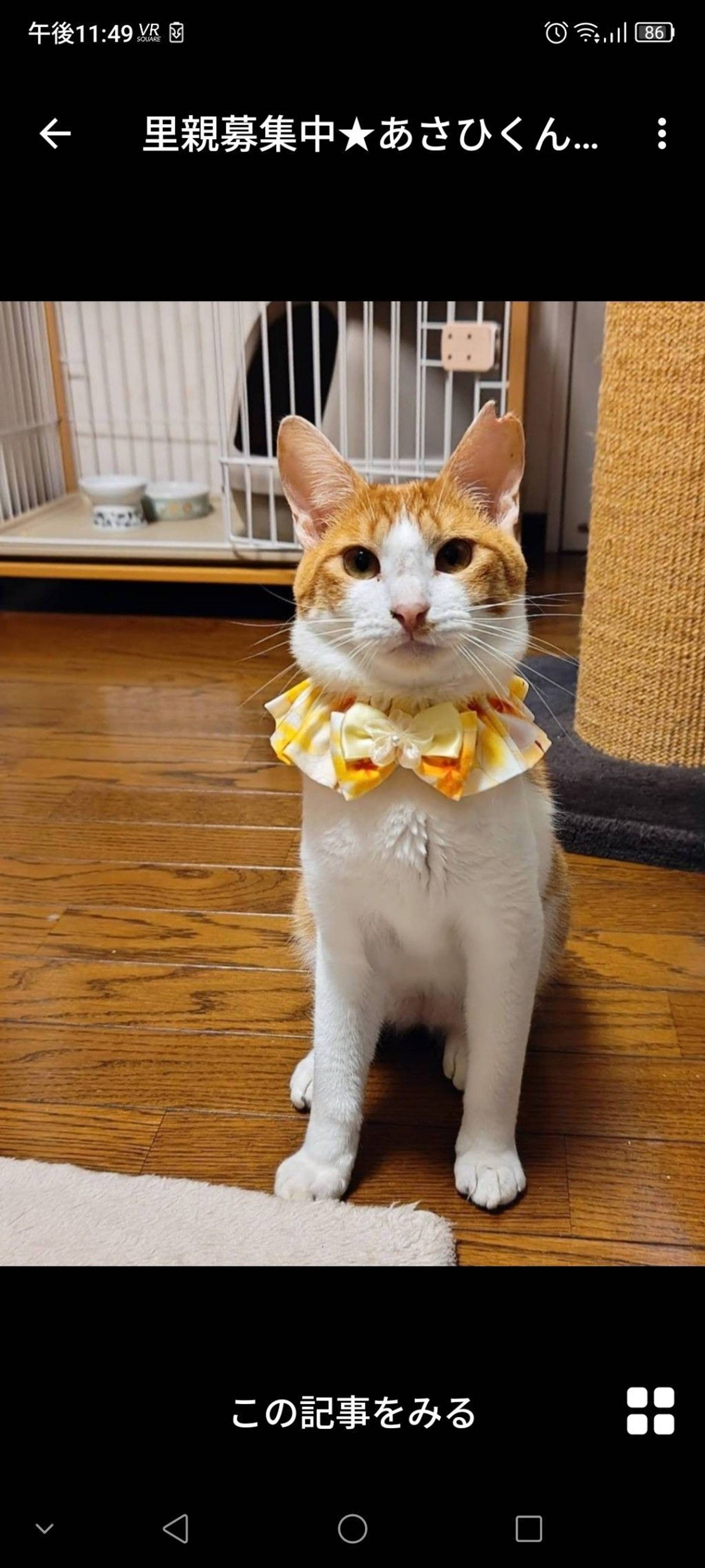 雑種（ミックス猫）・オスの里親募集の写真
