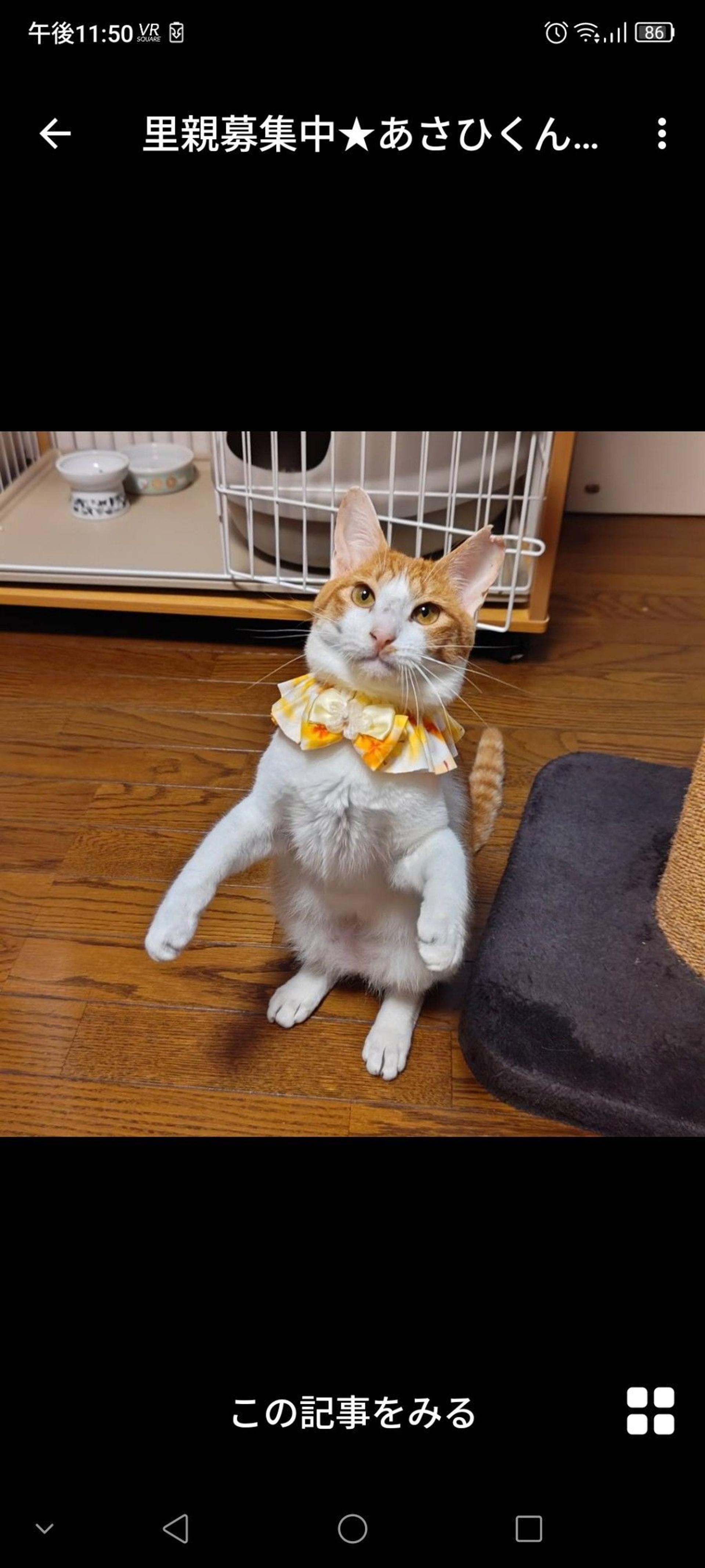 pet-image-2