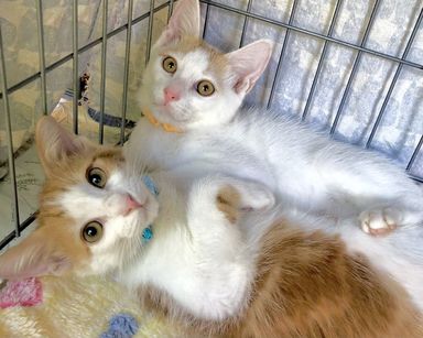 16、17日都内譲渡会　元気はつらつ☆クリードくん 