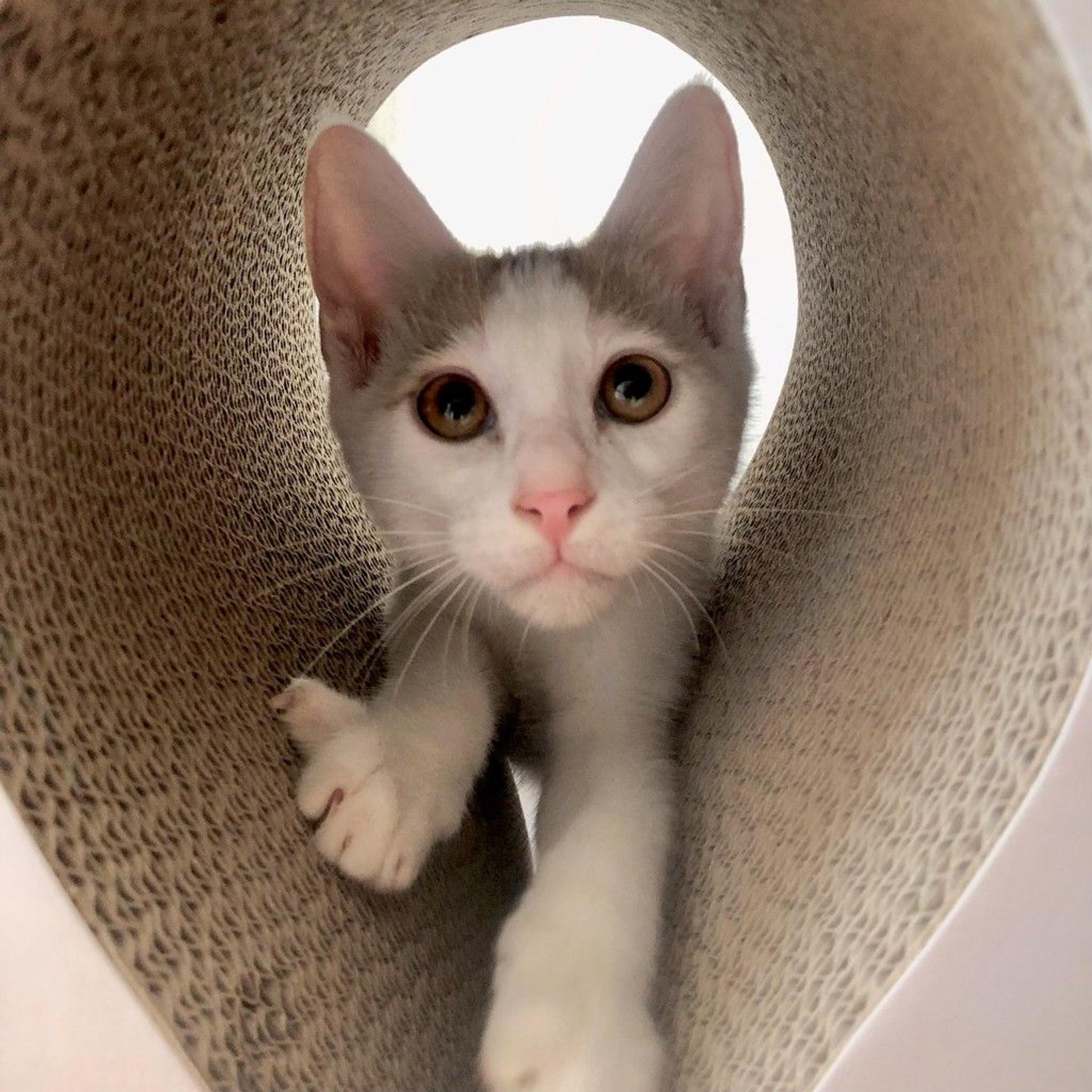 pet-image-7