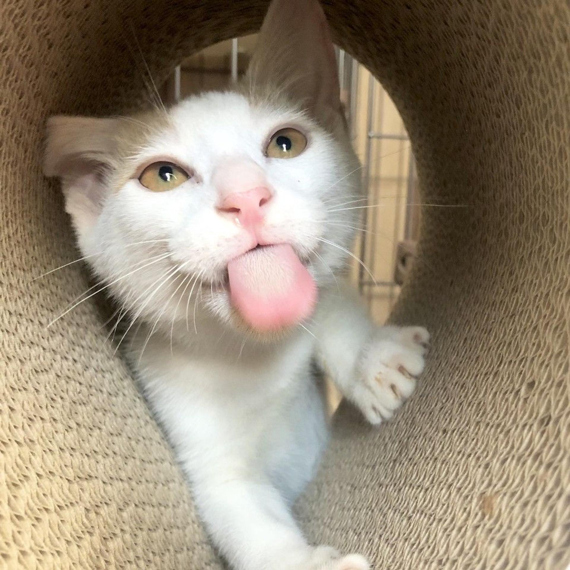 pet-image-6