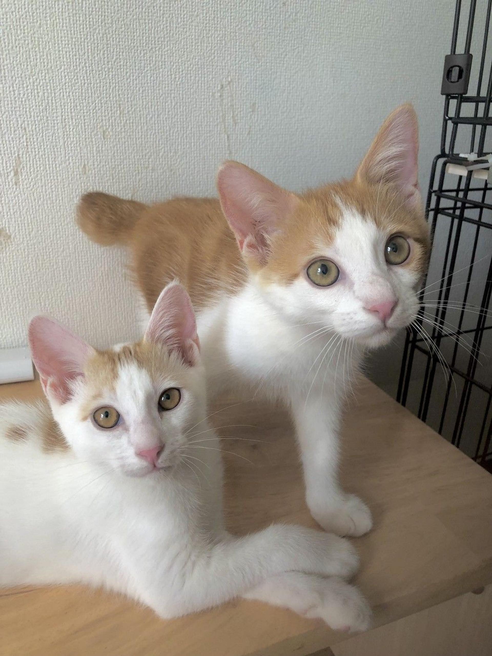 pet-image-8