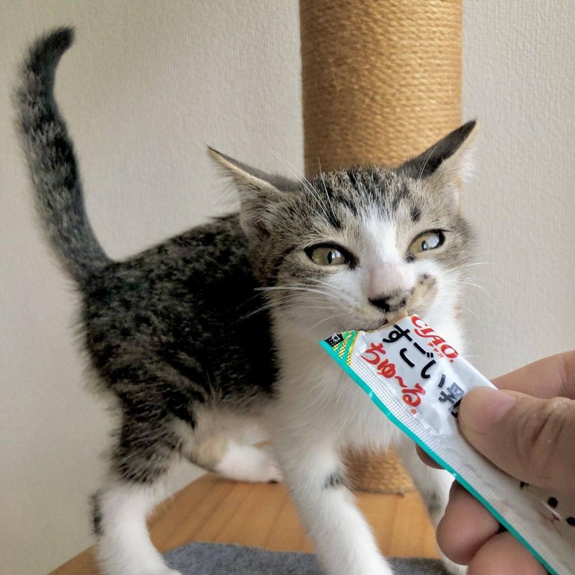 pet-image-7