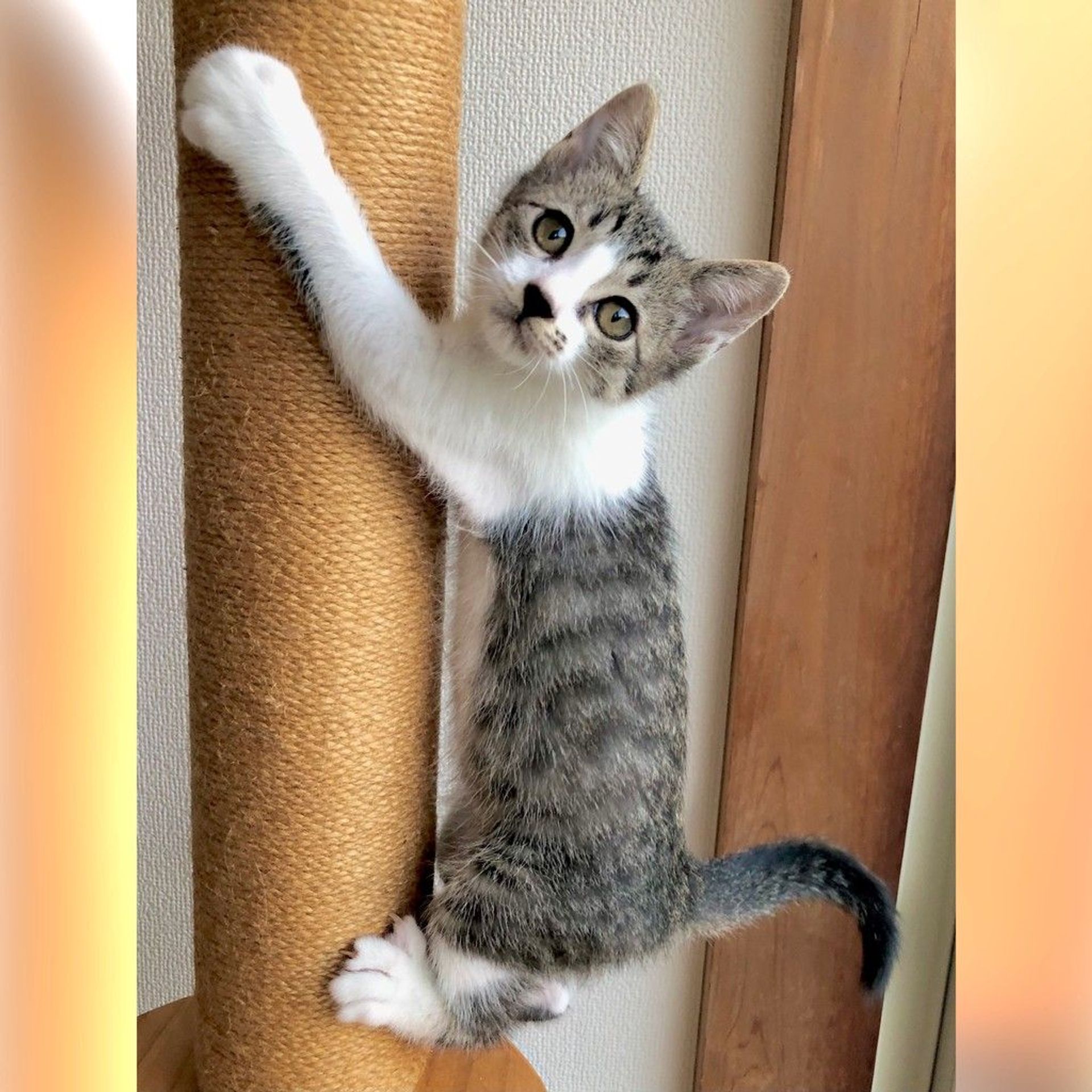 雑種（ミックス猫）・オスの里親募集の写真