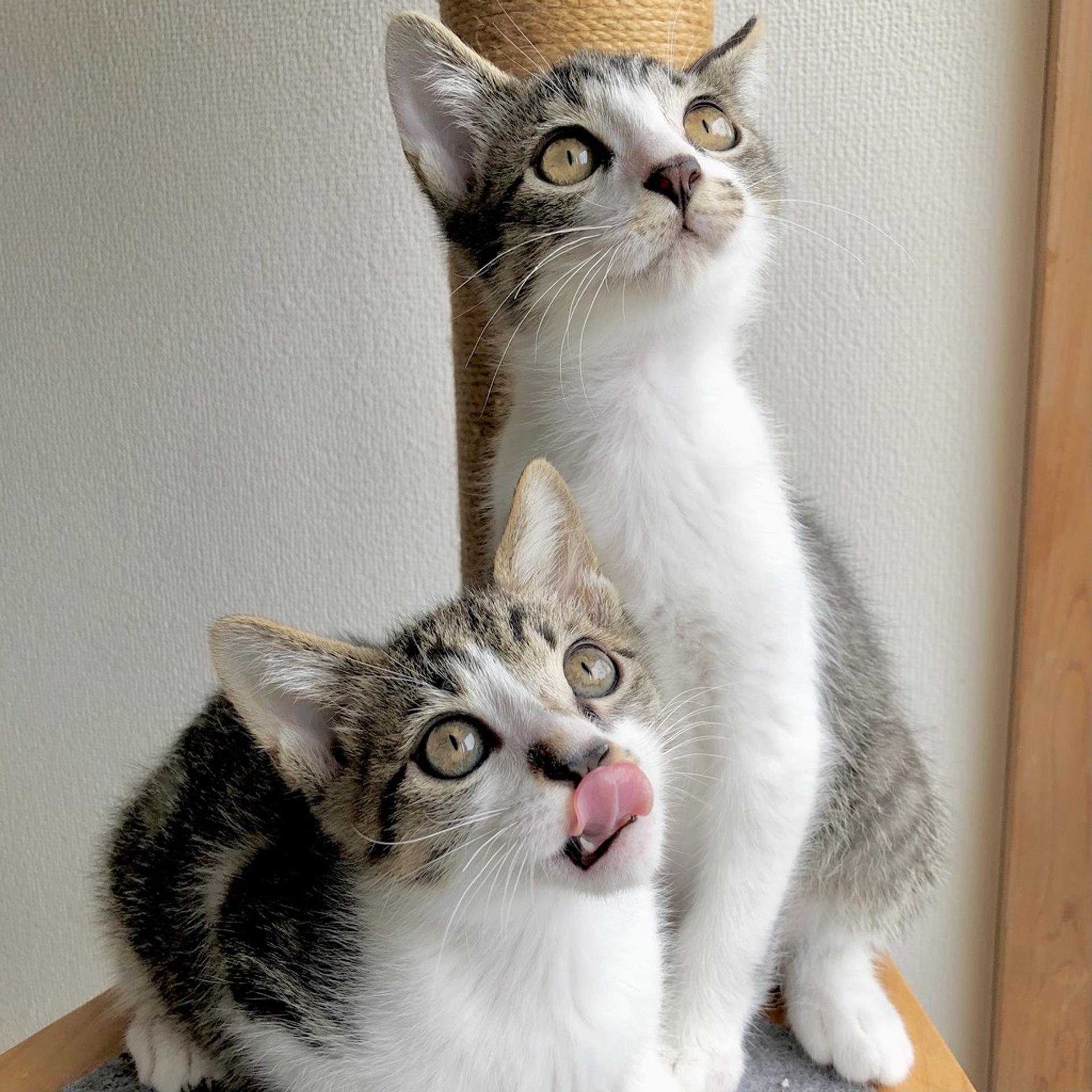 pet-image-8