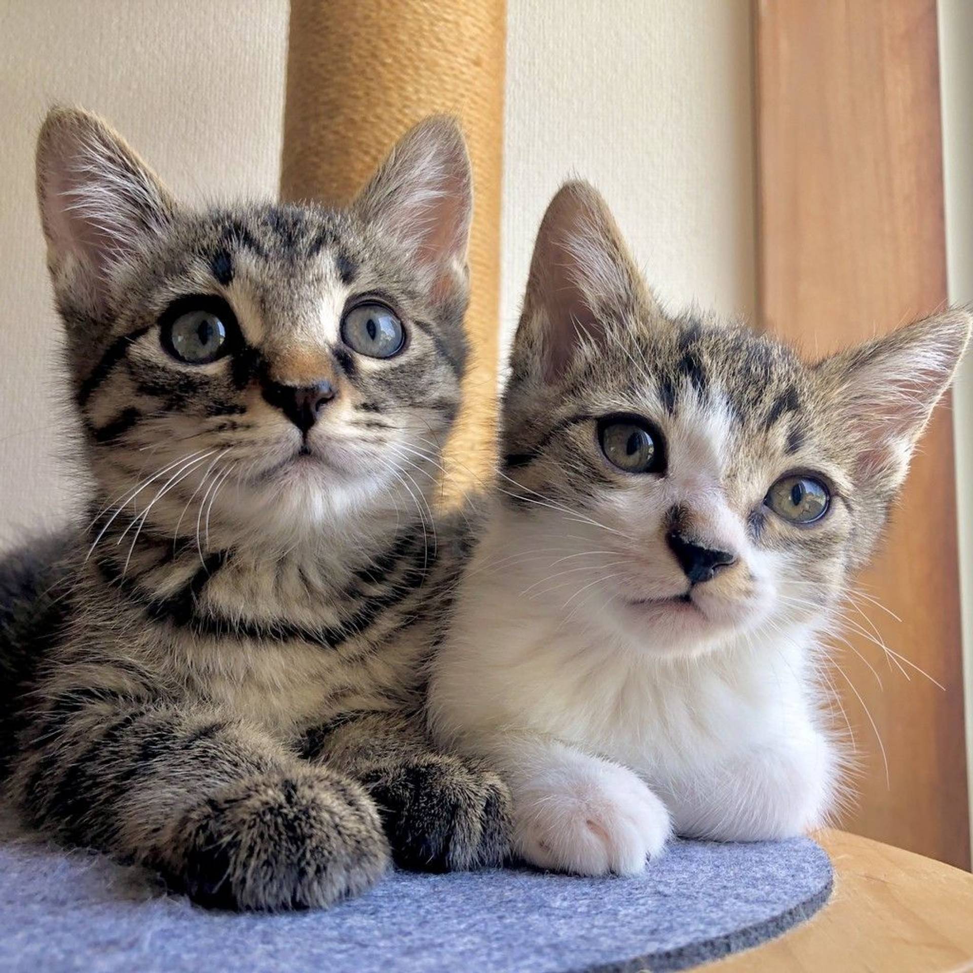 雑種（ミックス猫）・オスの里親募集の写真