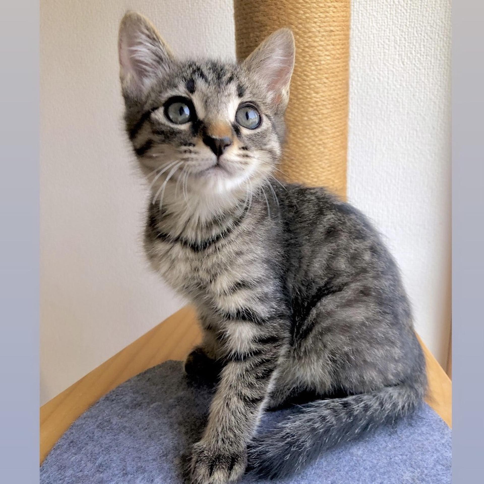 pet-image-2
