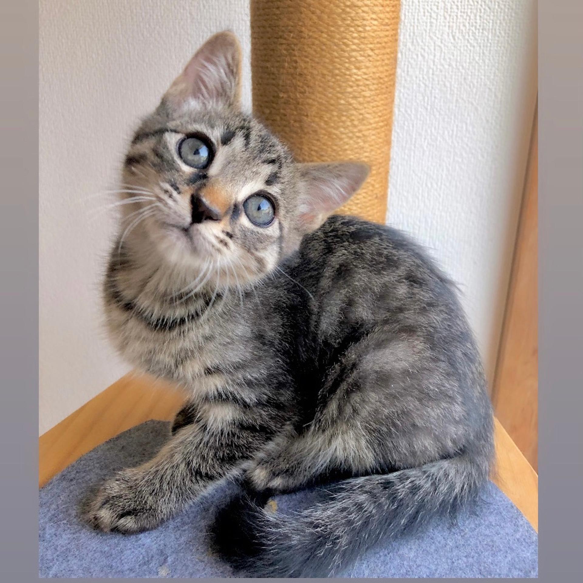 pet-image-3