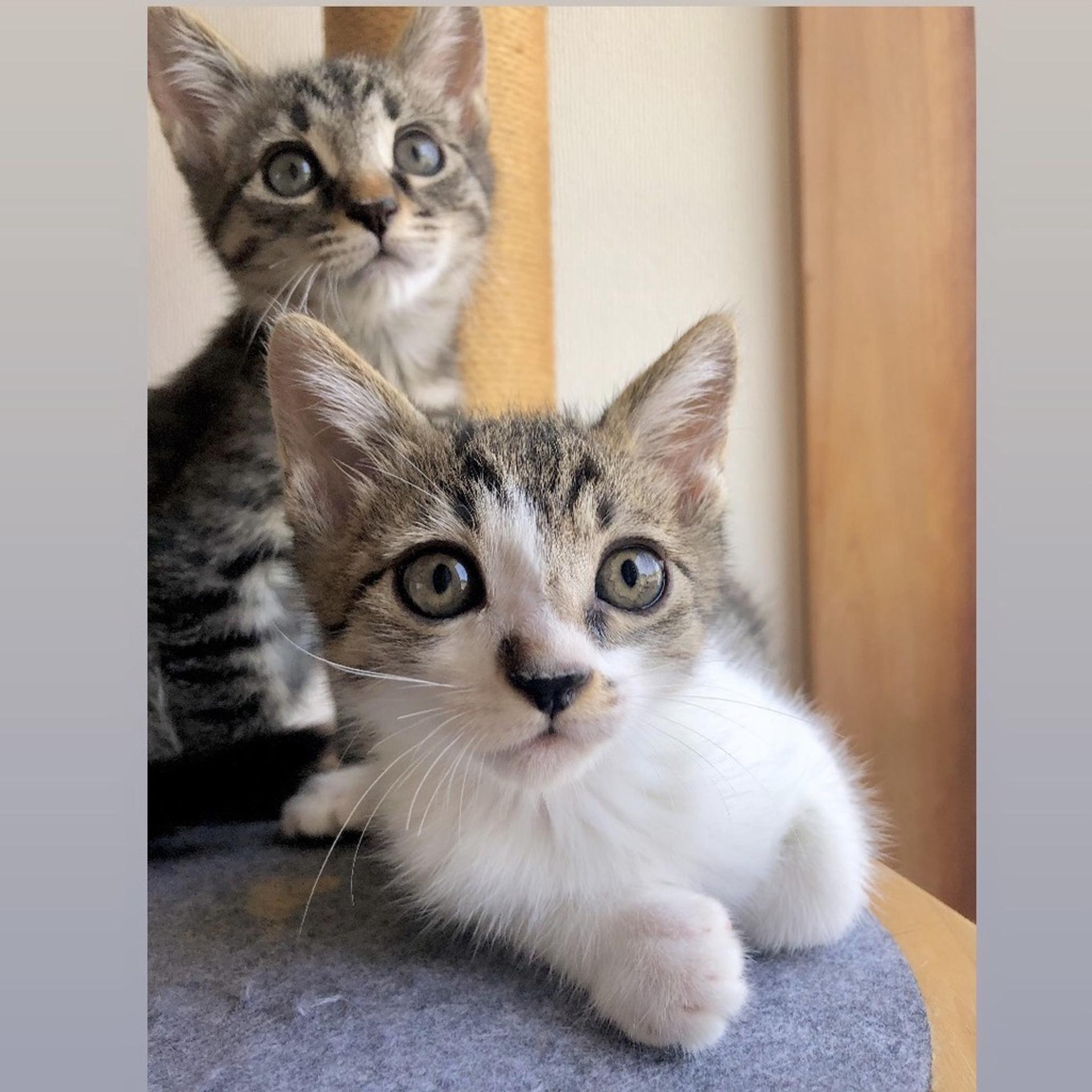 pet-image-4
