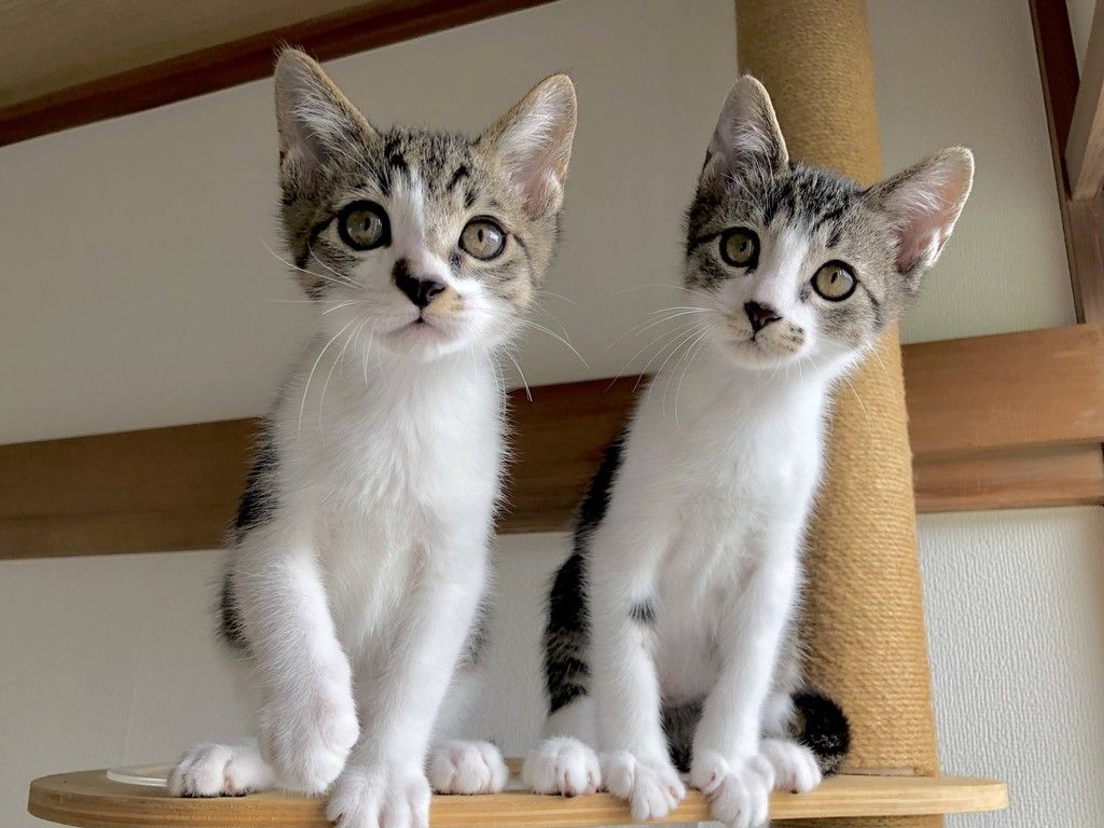 雑種（ミックス猫）・オスの里親募集の写真