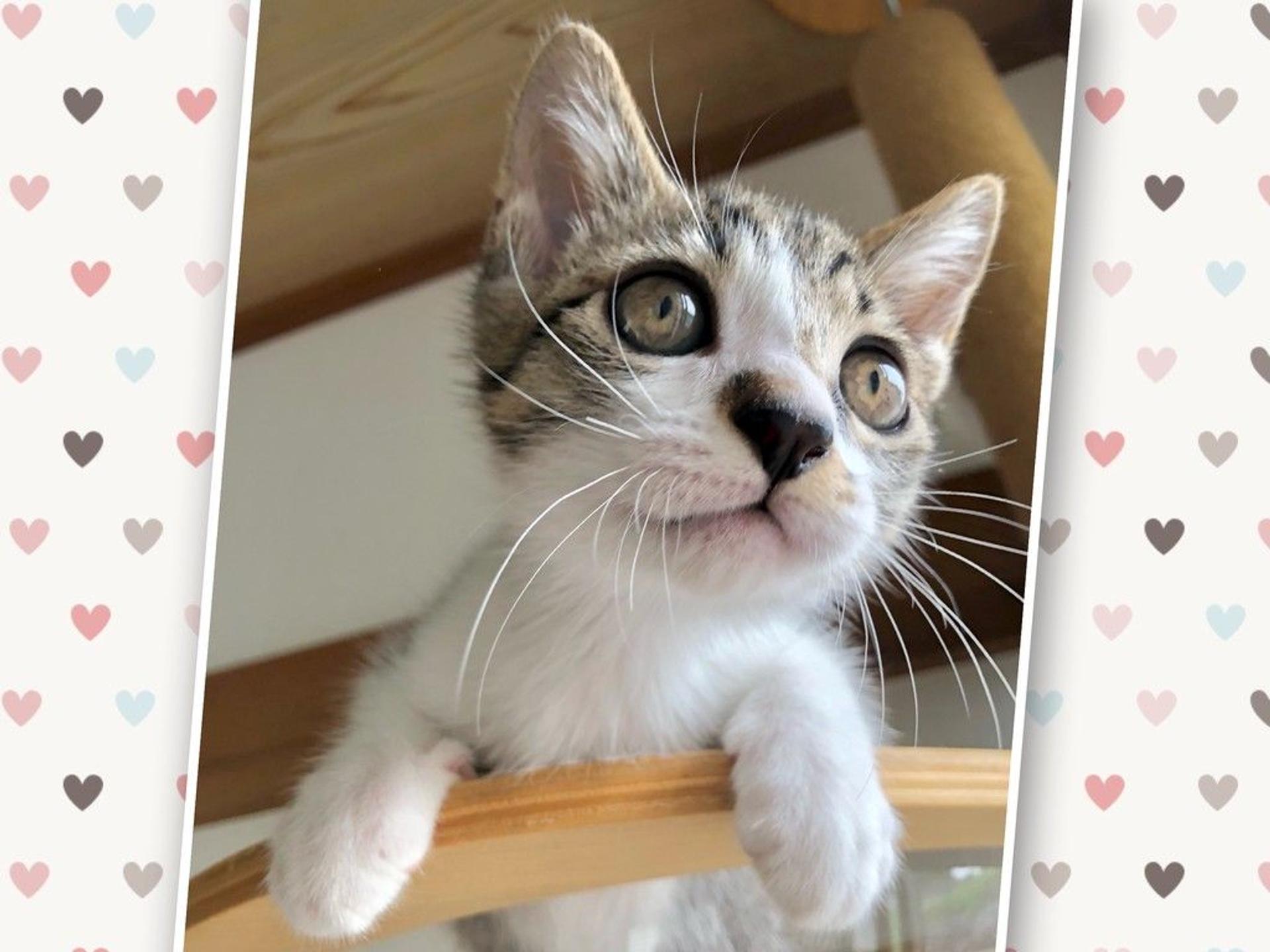 pet-image-2