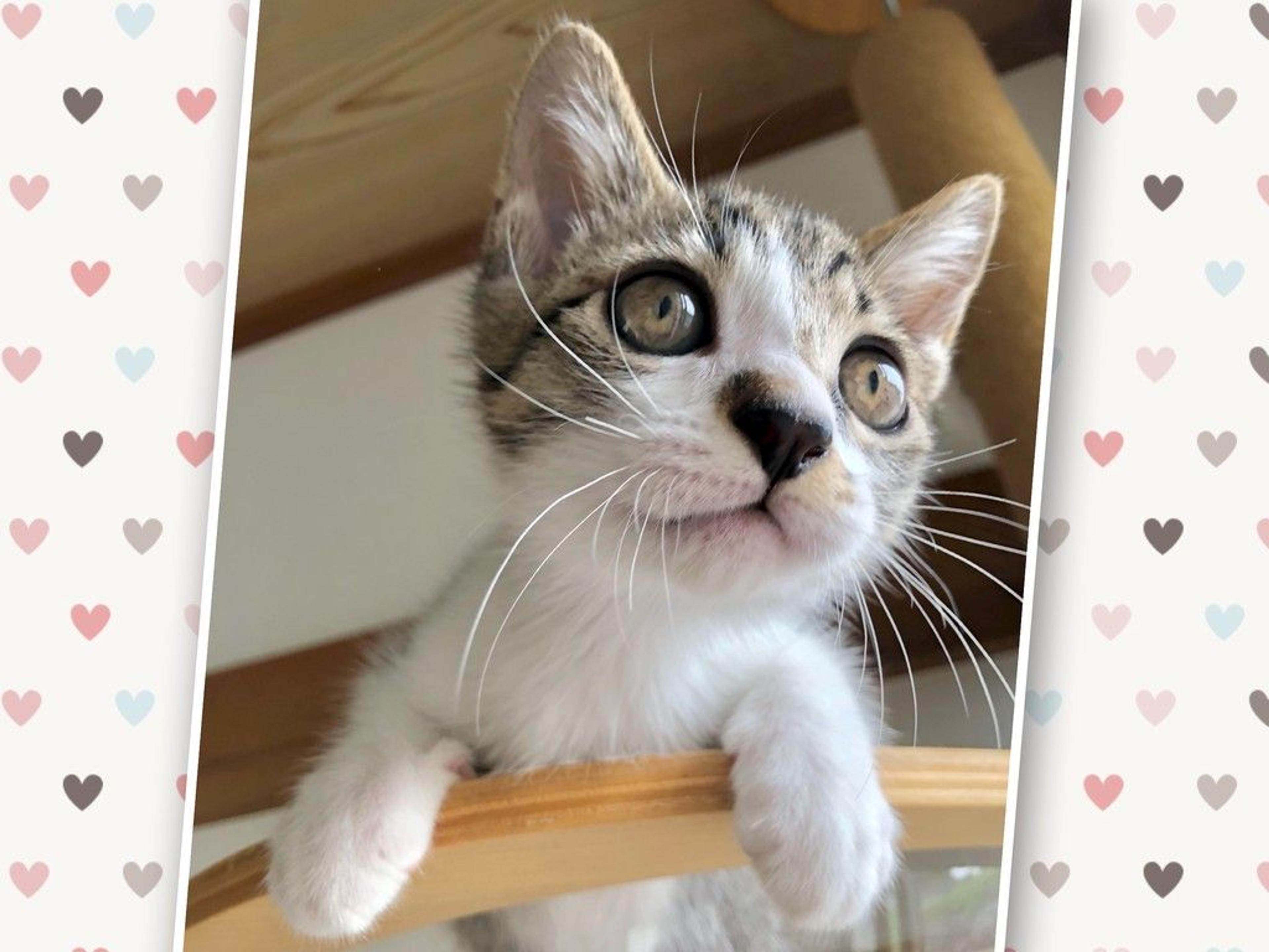 pet-image-2