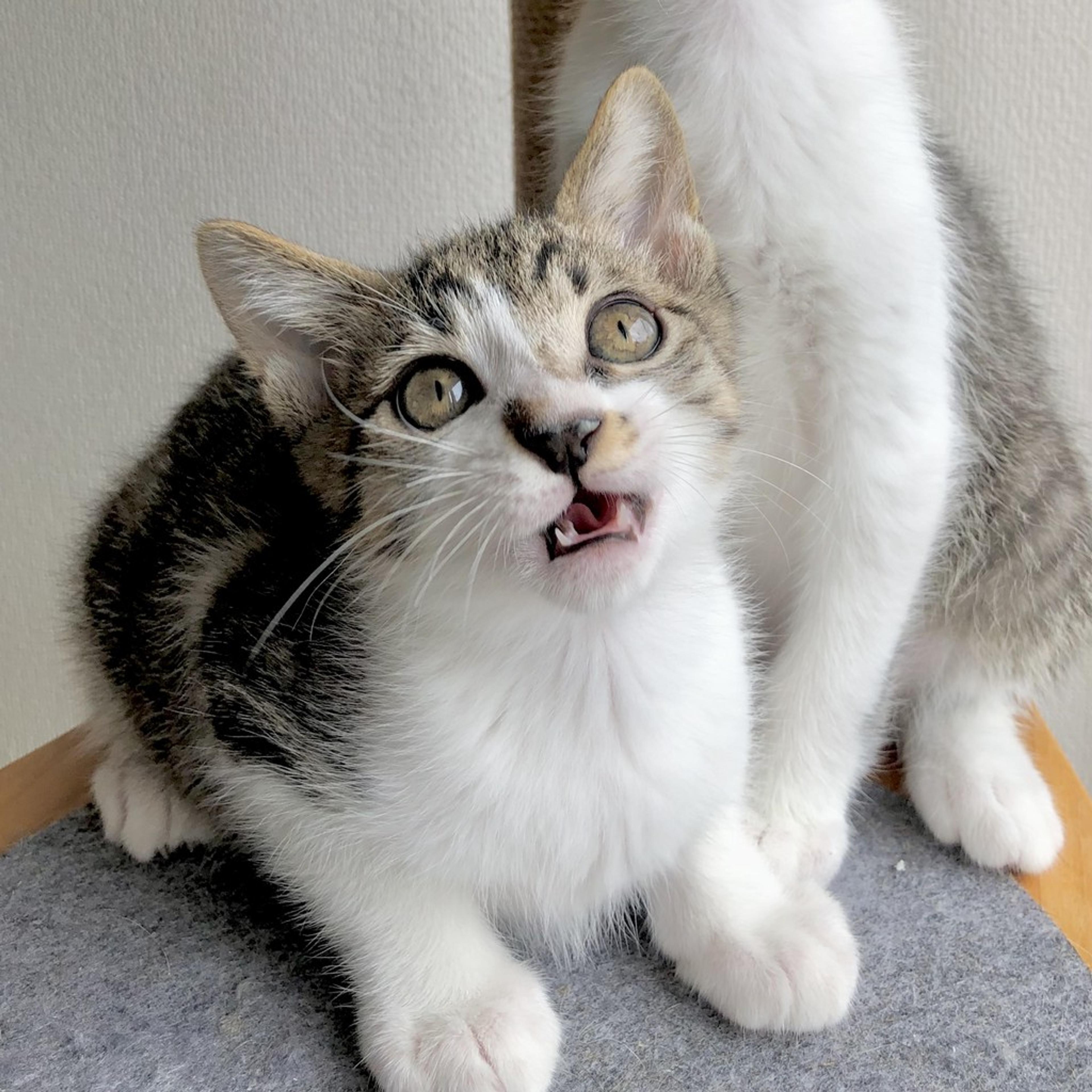 pet-image-4
