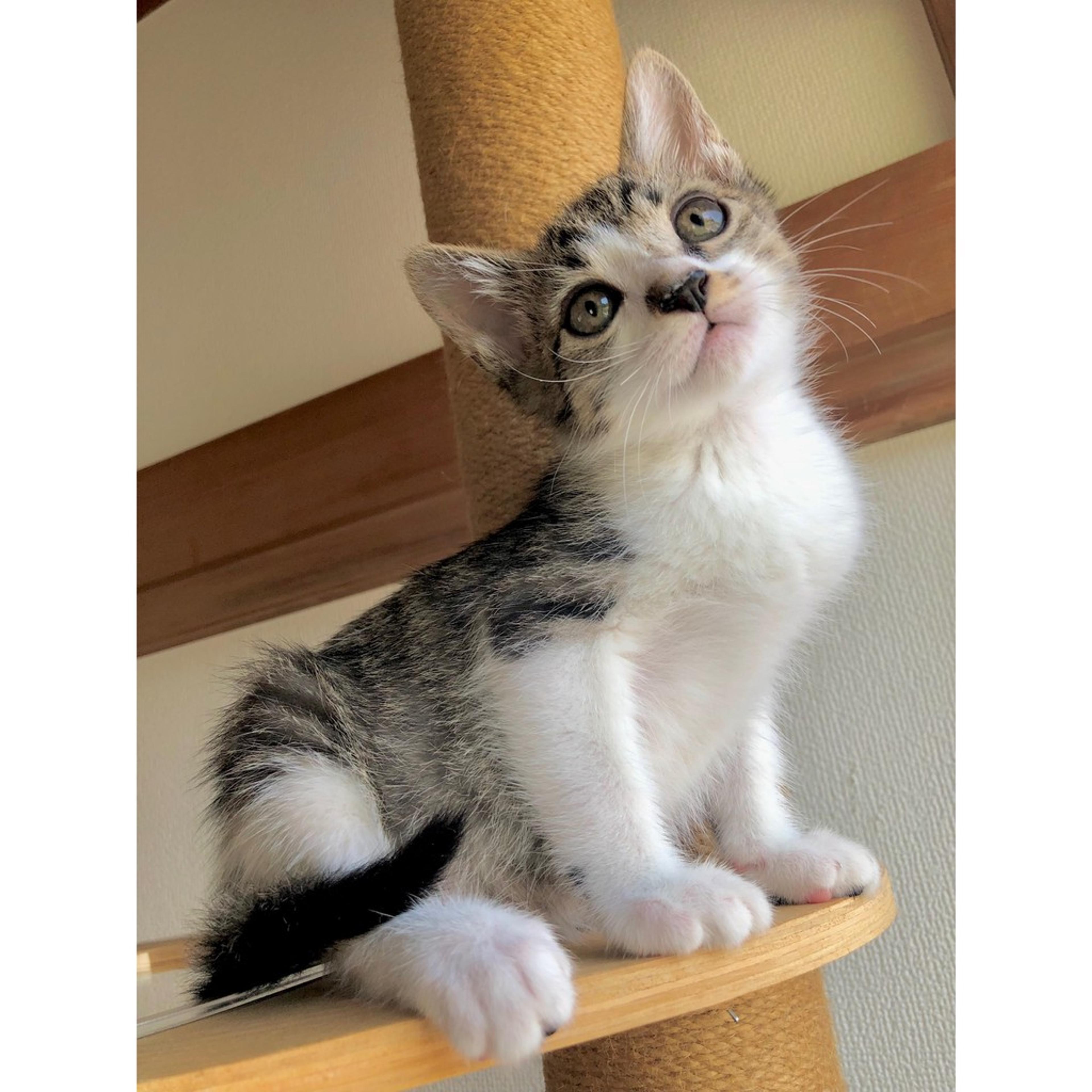 pet-image-6
