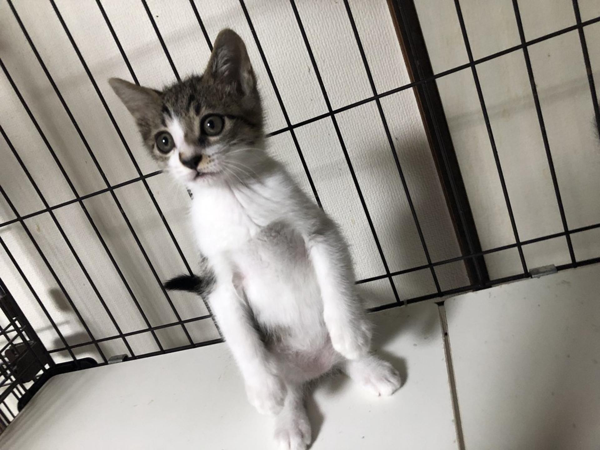 pet-image-8