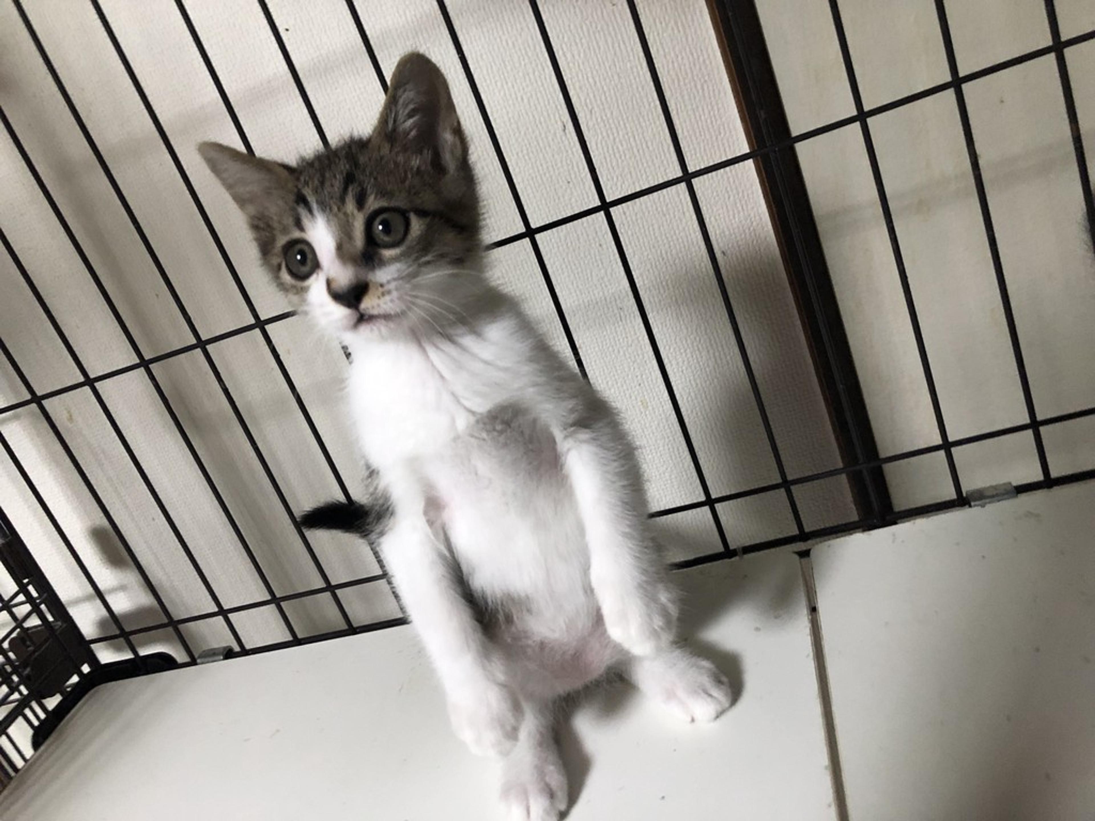 pet-image-8