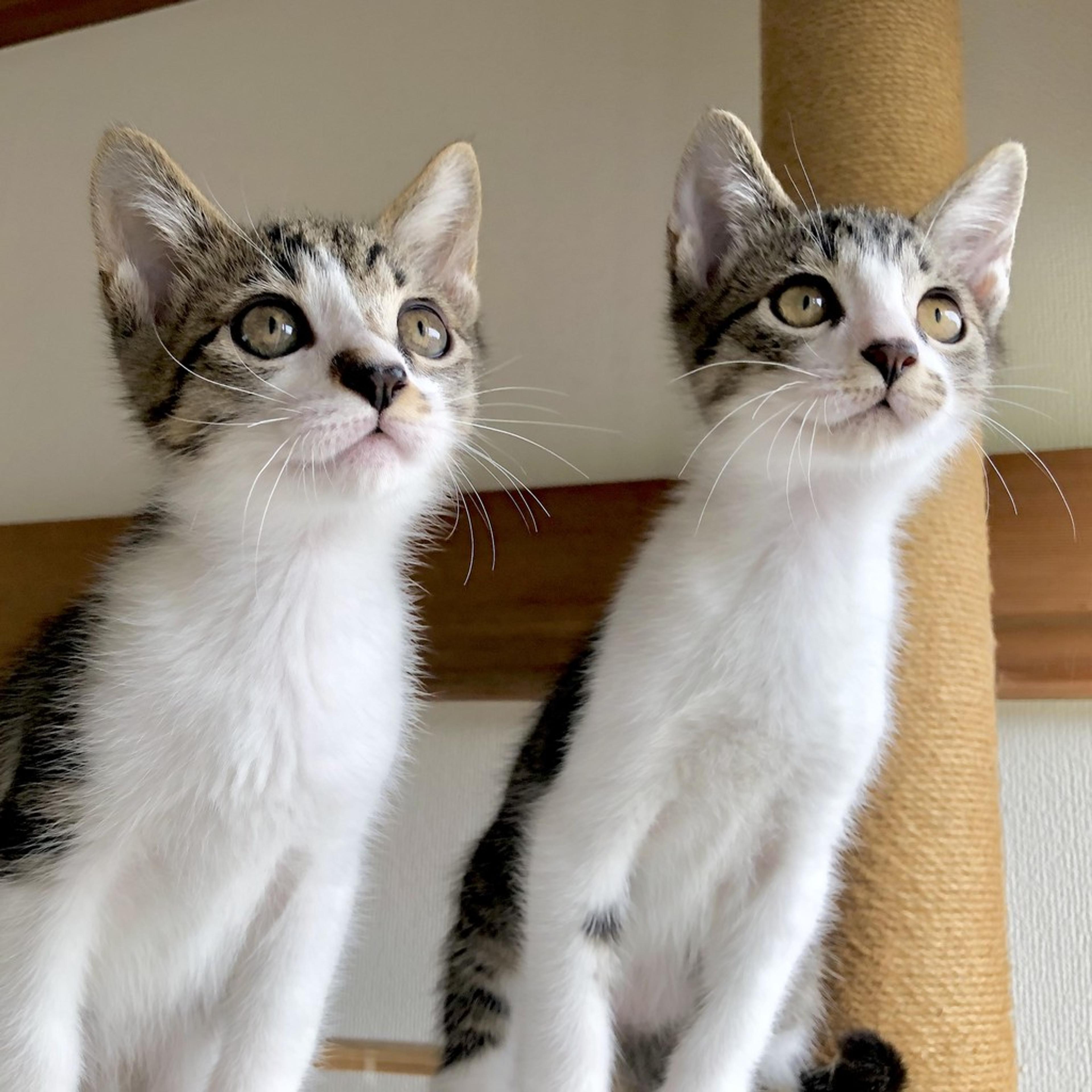 pet-image-9