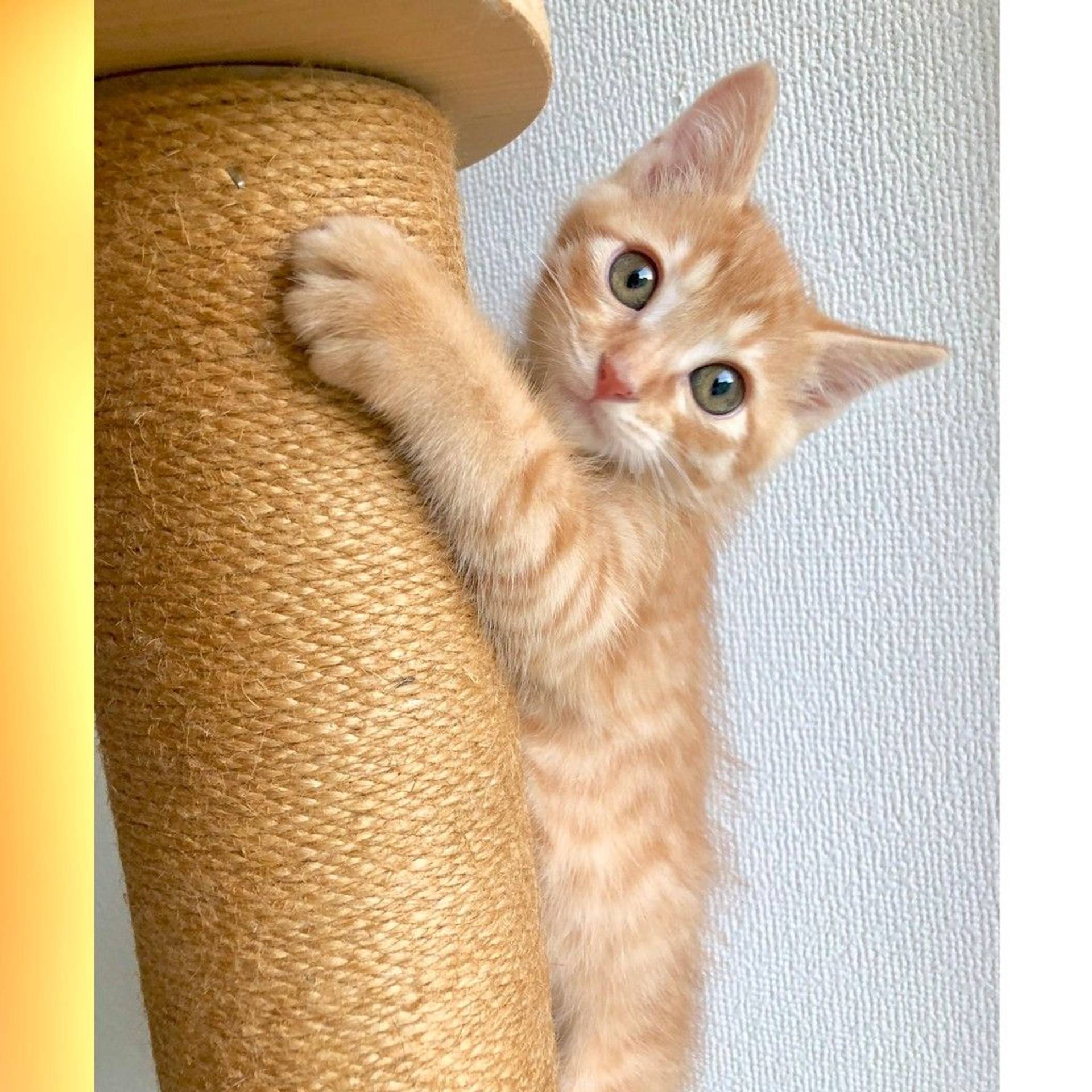 雑種（ミックス猫）・オスの里親募集の写真