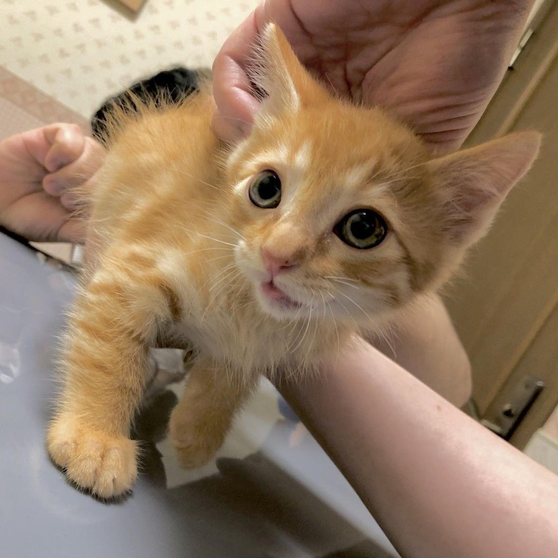 pet-image-4