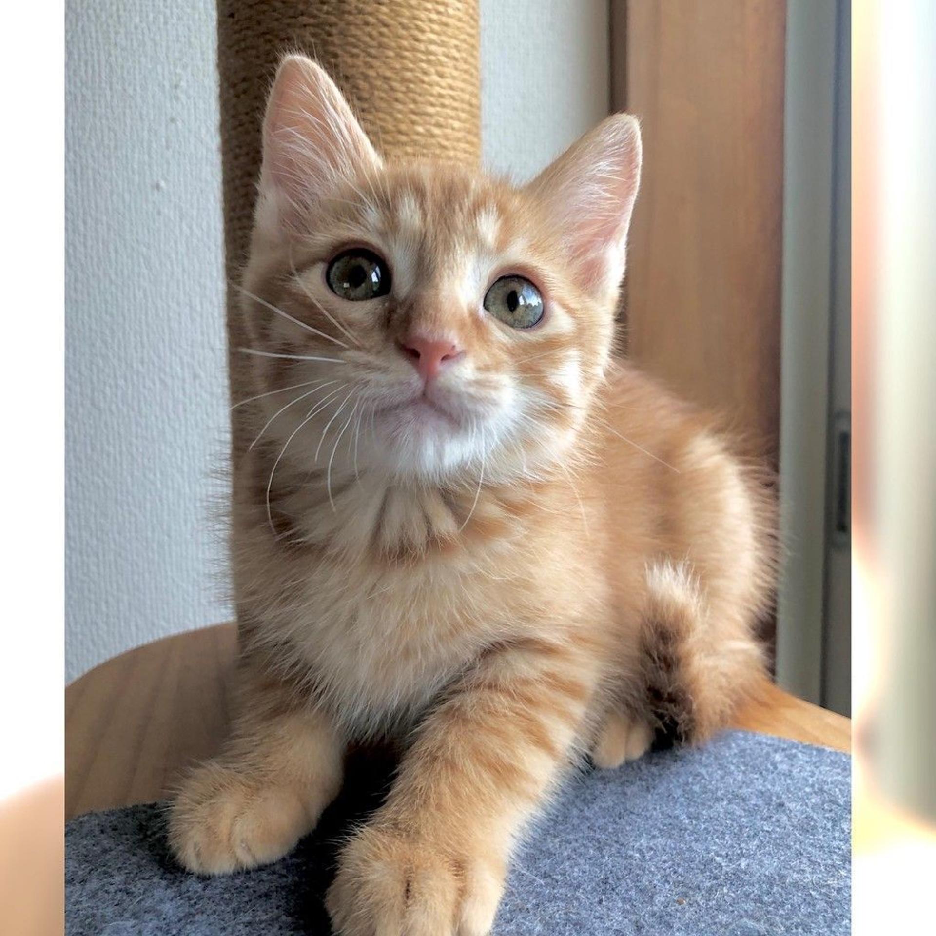 pet-image-7