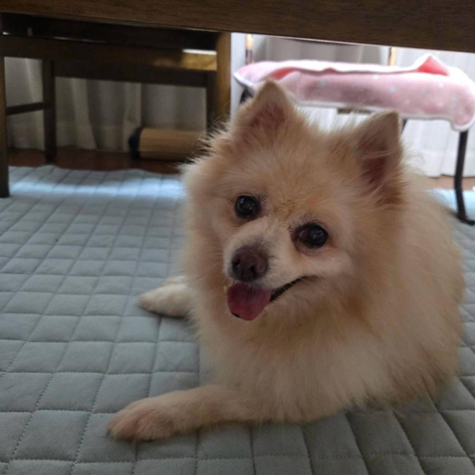 pet-image-2