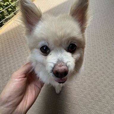 メロン