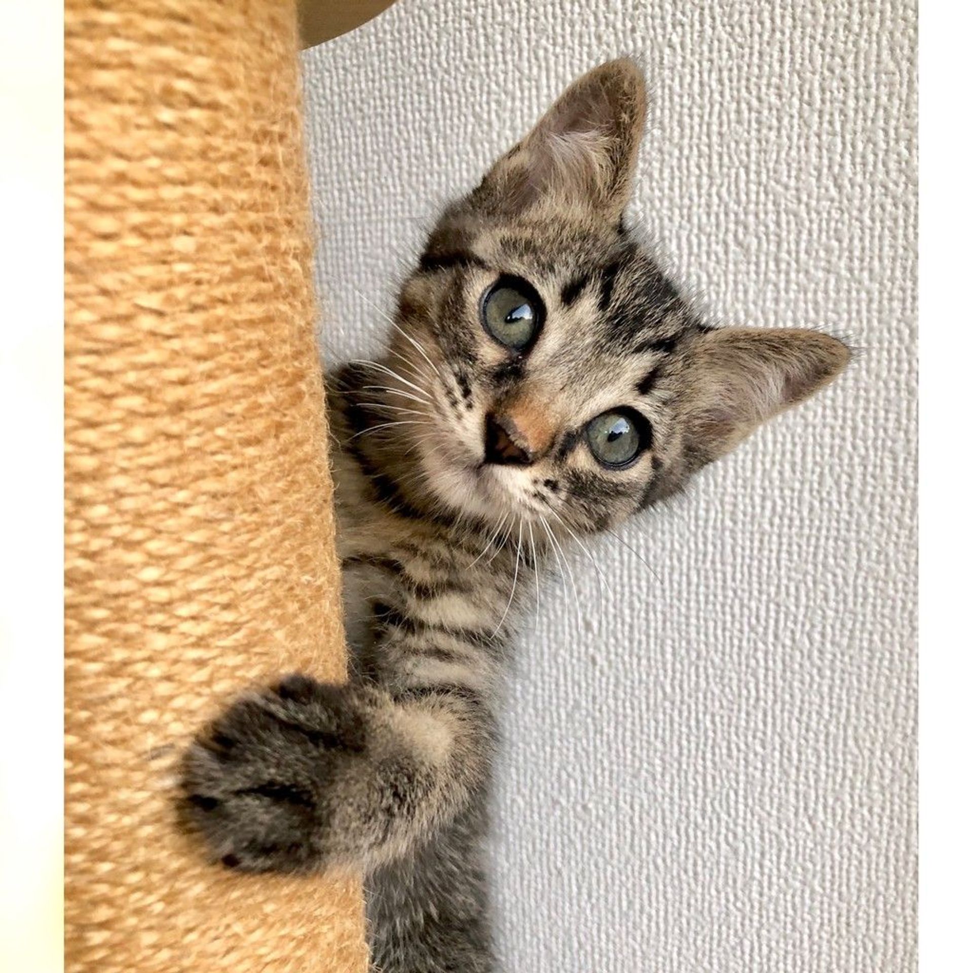 雑種（ミックス猫）・オスの里親募集の写真