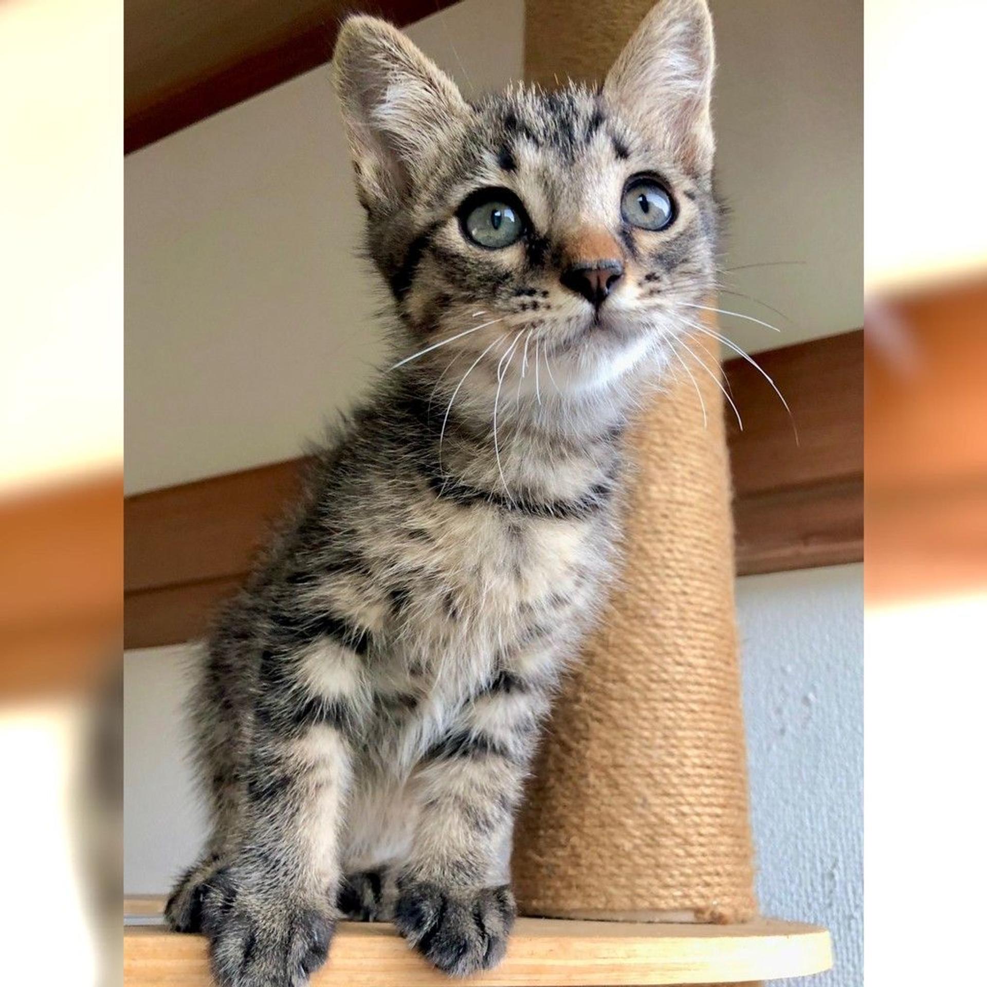 pet-image-6