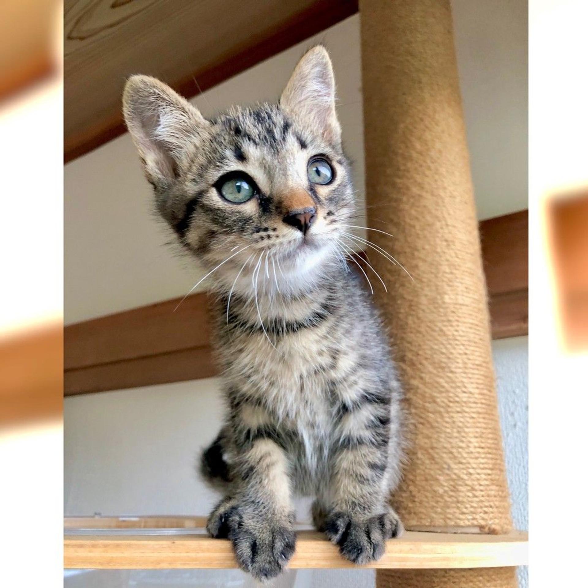 pet-image-3