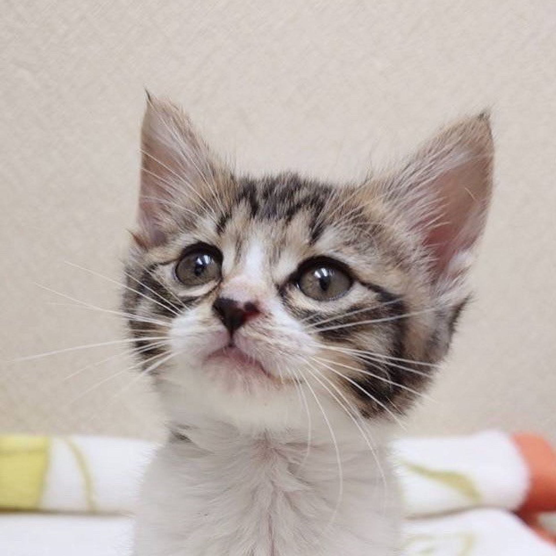 雑種（ミックス猫）・メスの里親募集の写真