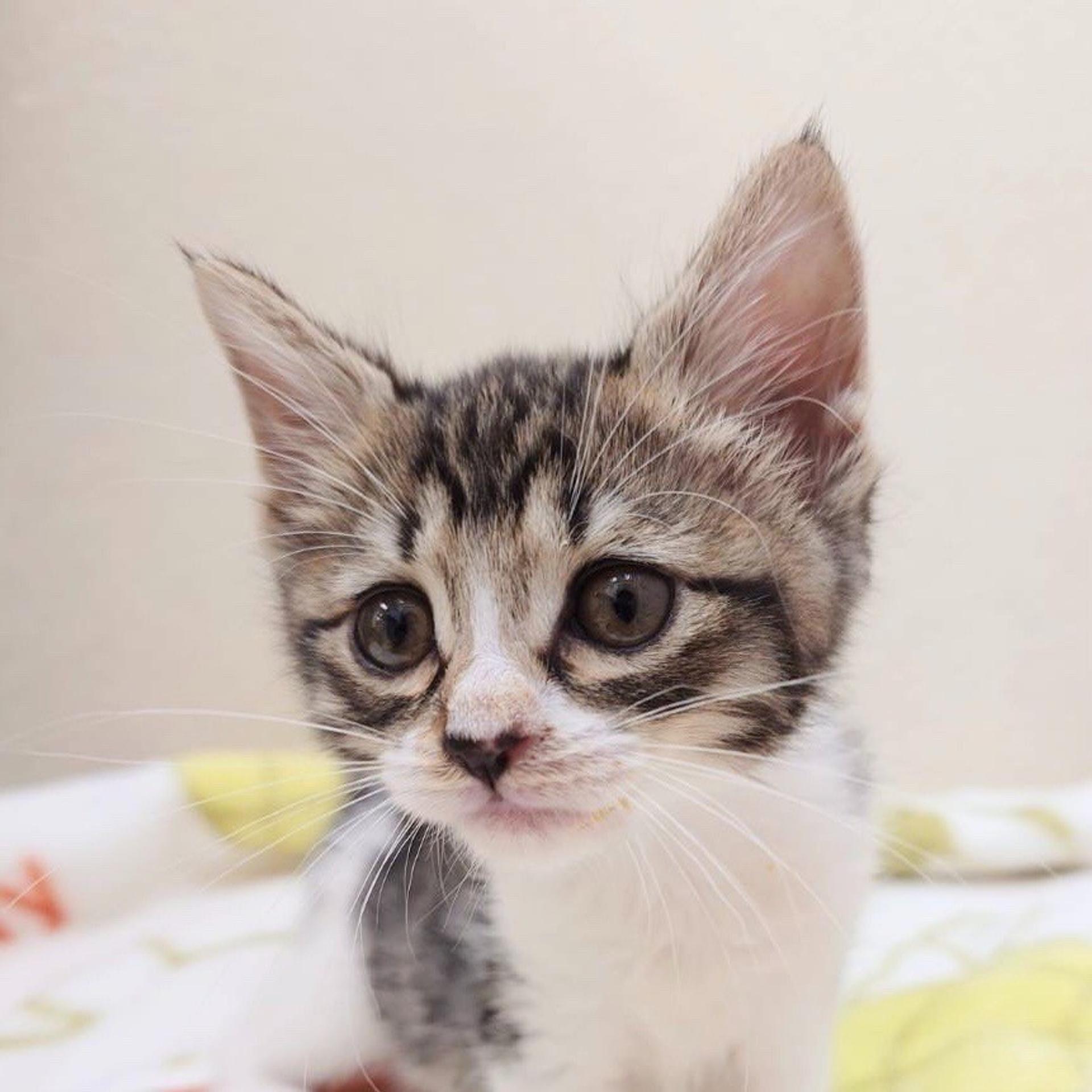 pet-image-2