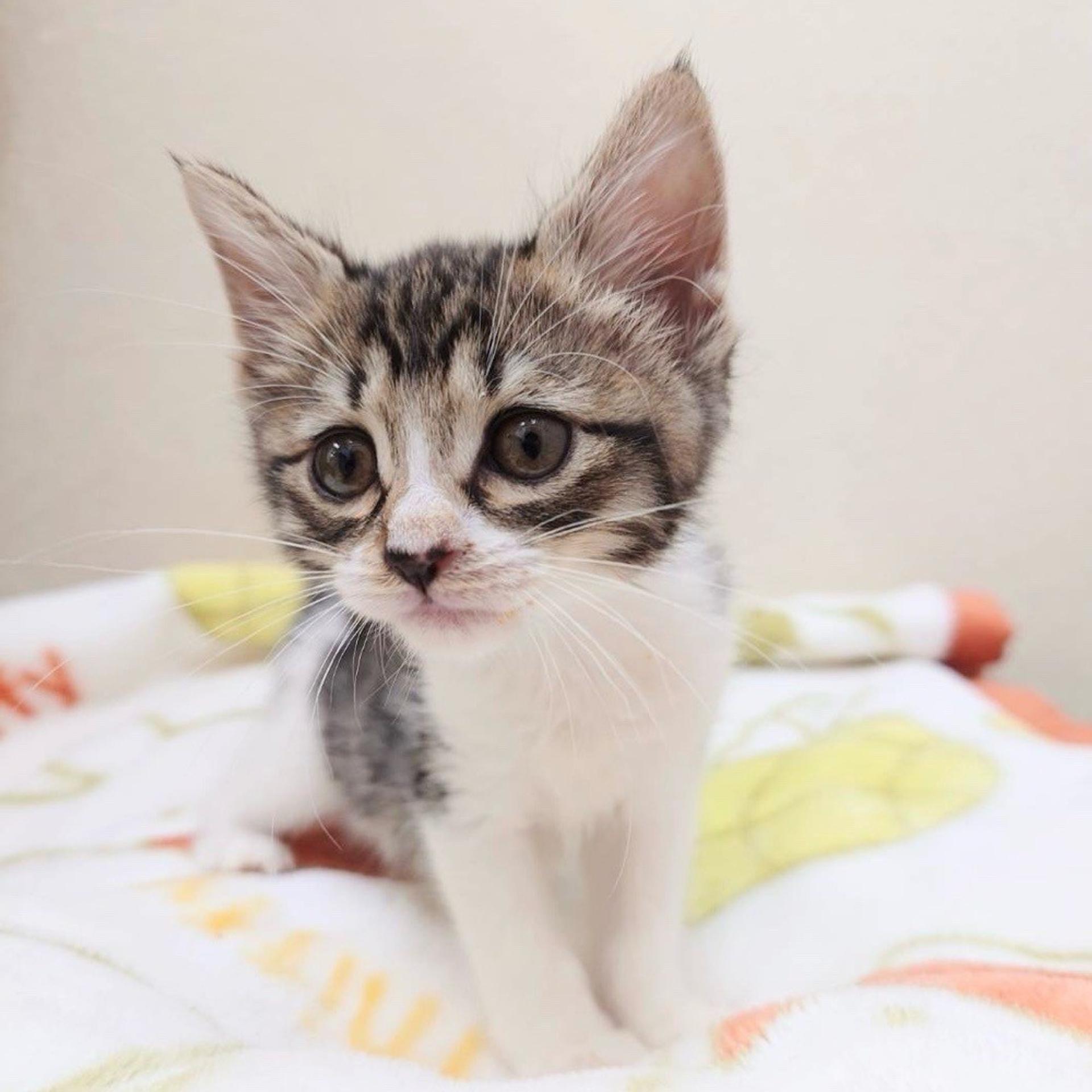pet-image-4