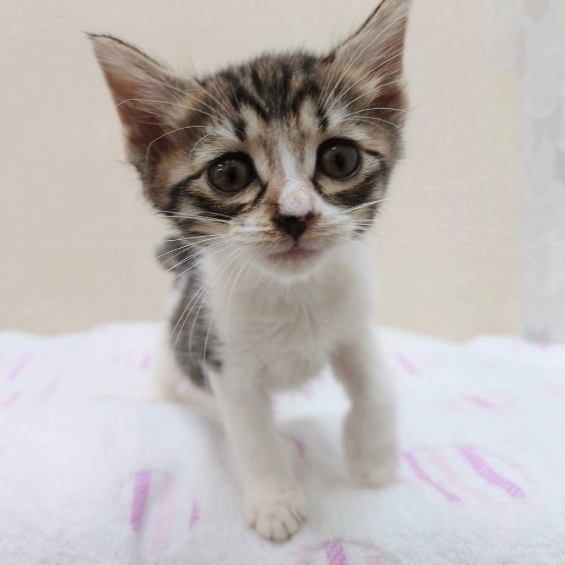 pet-image-5