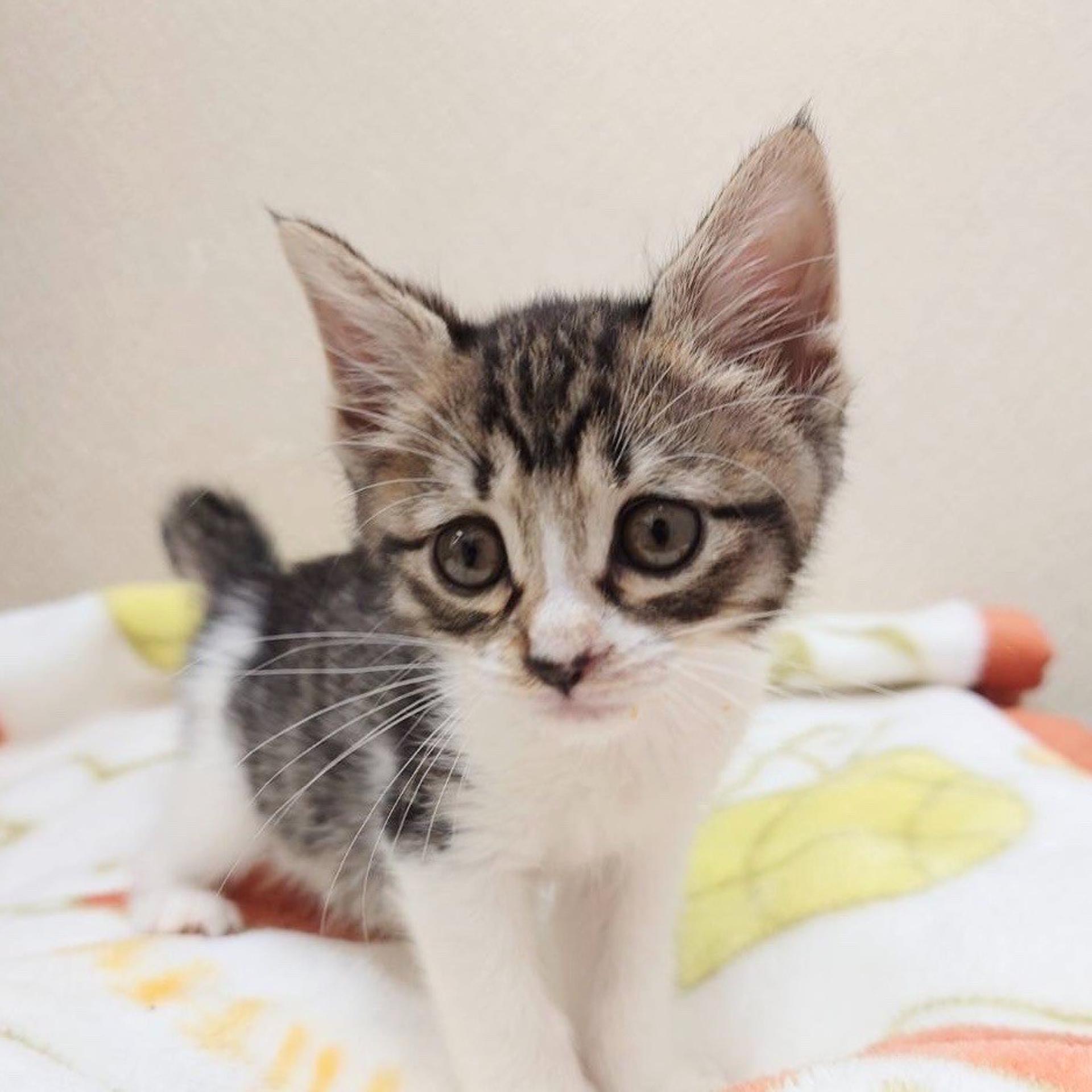pet-image-6