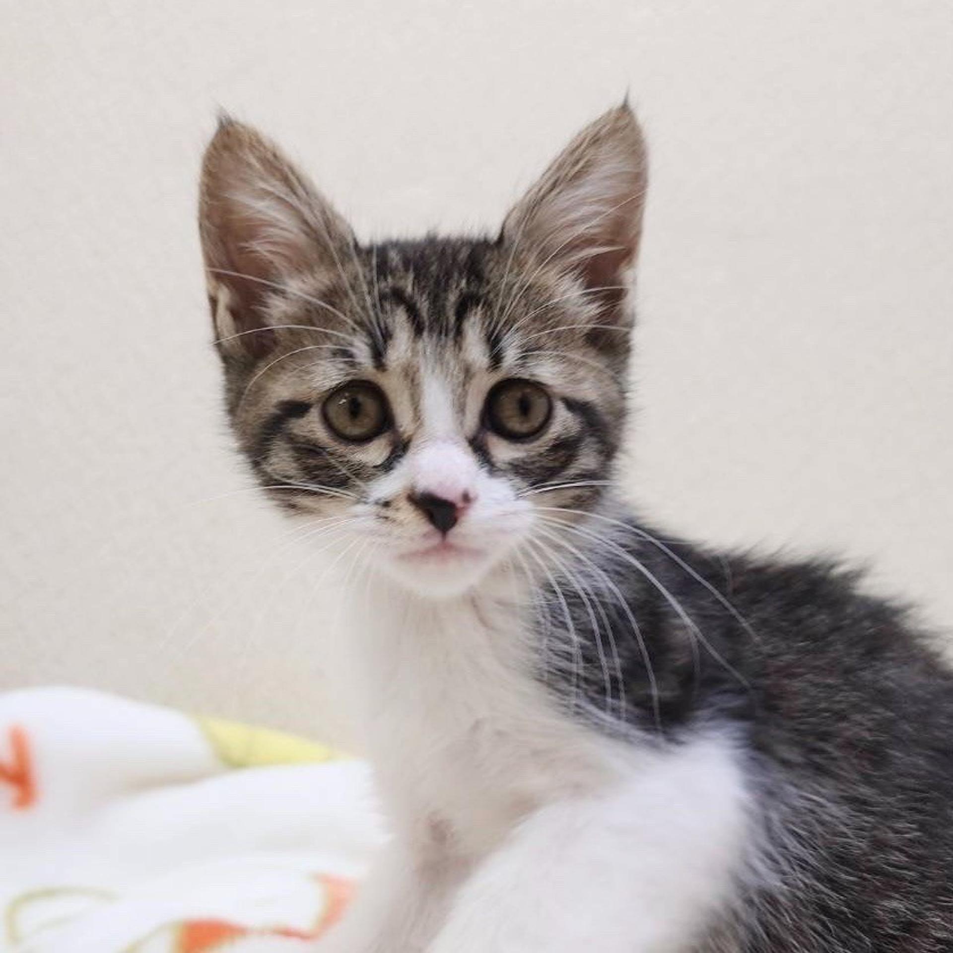 pet-image-5