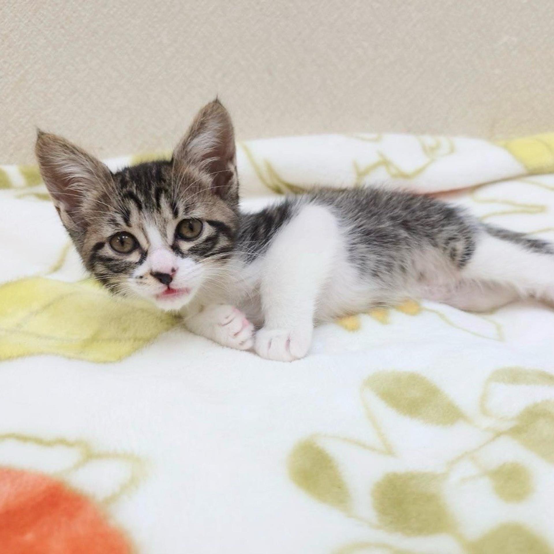 pet-image-6