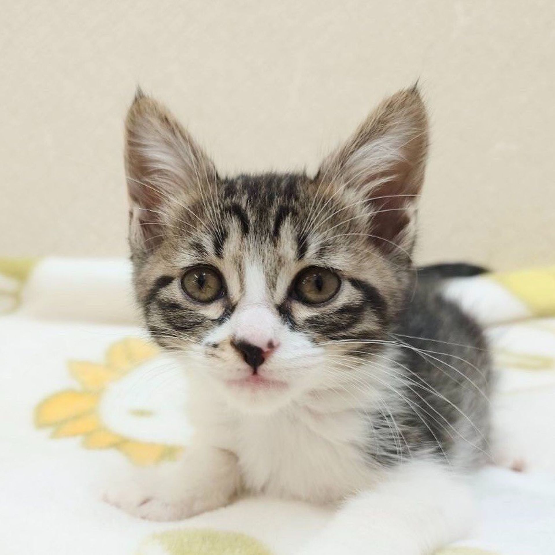 雑種（ミックス猫）・メスの里親募集の写真