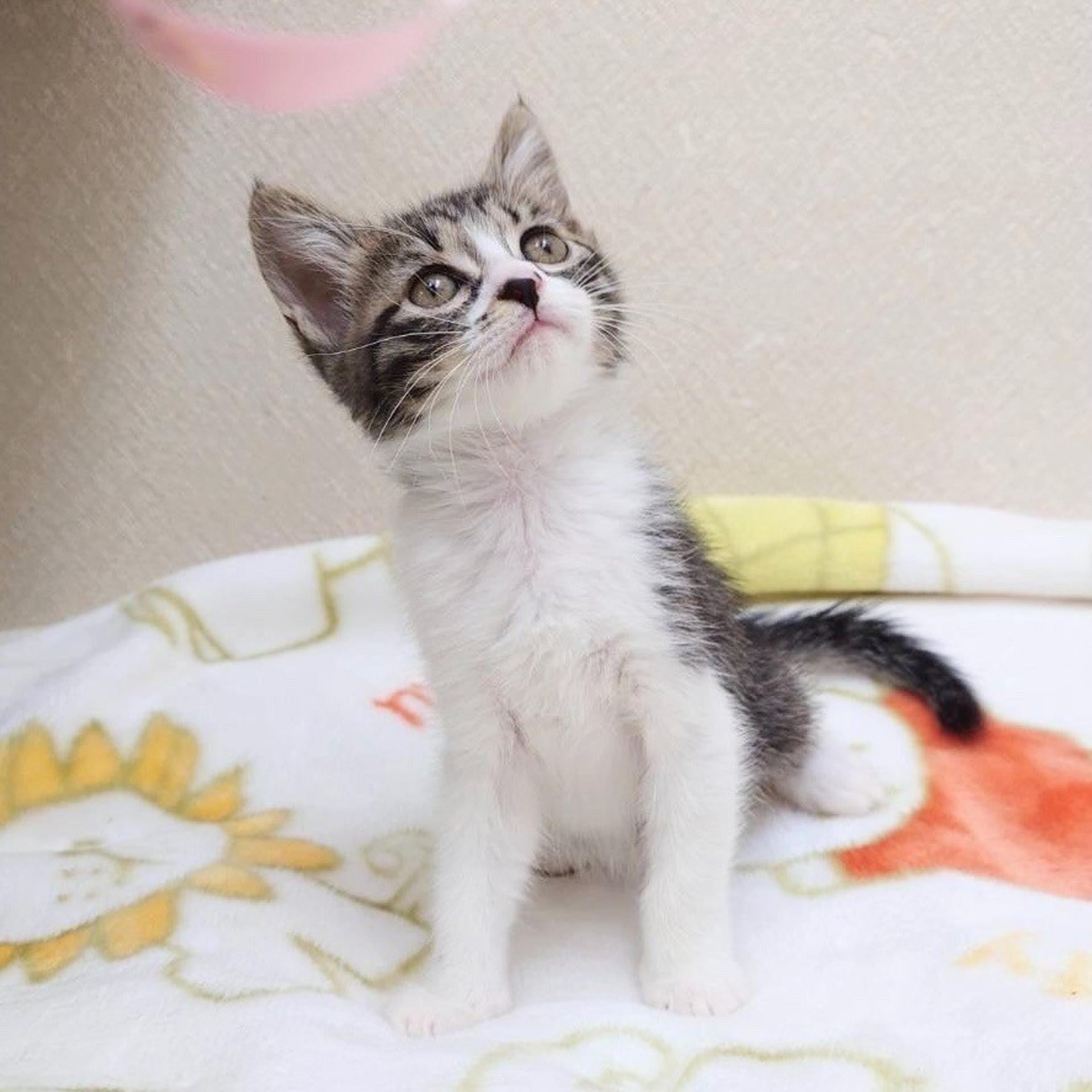pet-image-2