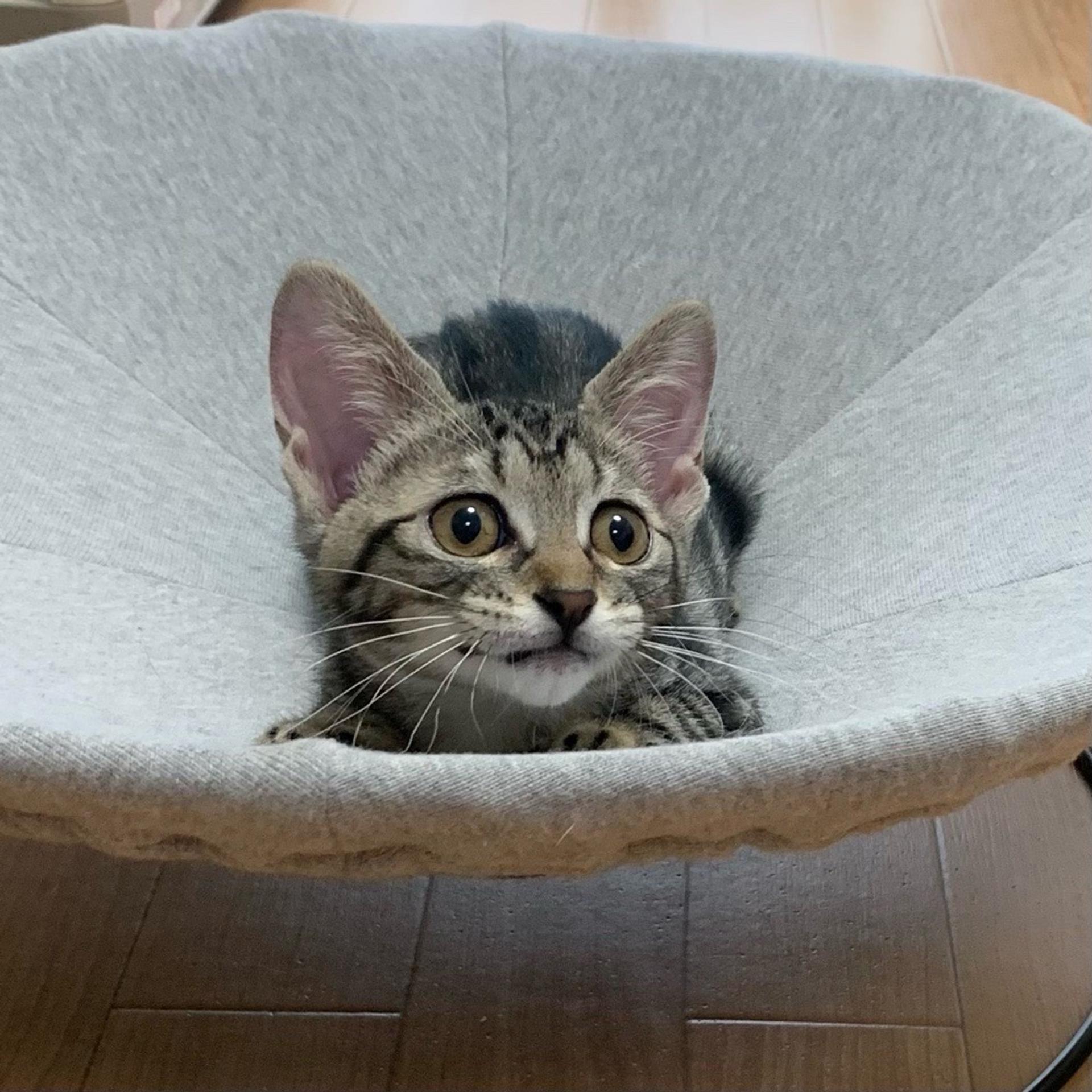 pet-image-6