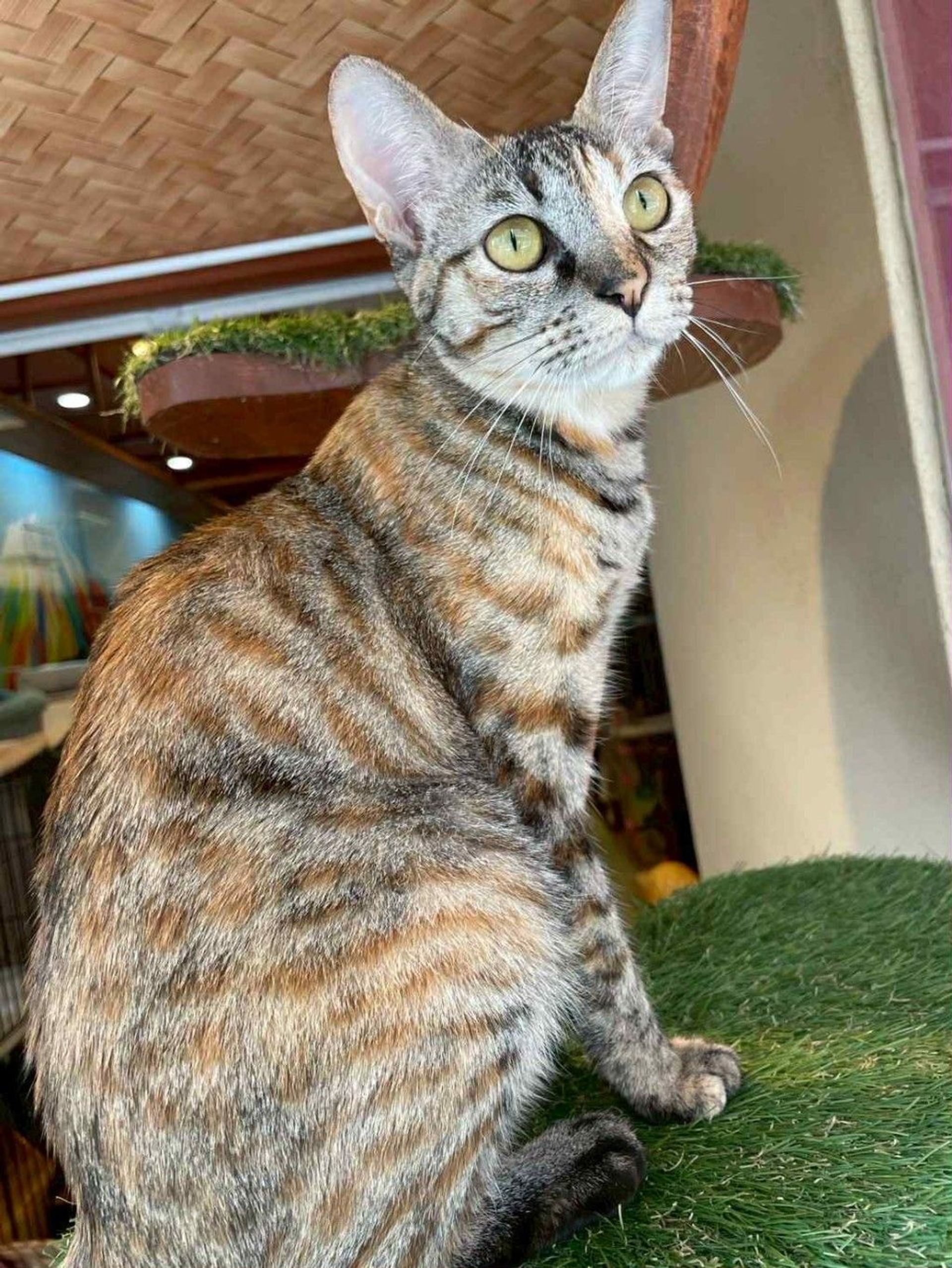 雑種（ミックス猫）・メスの里親募集の写真